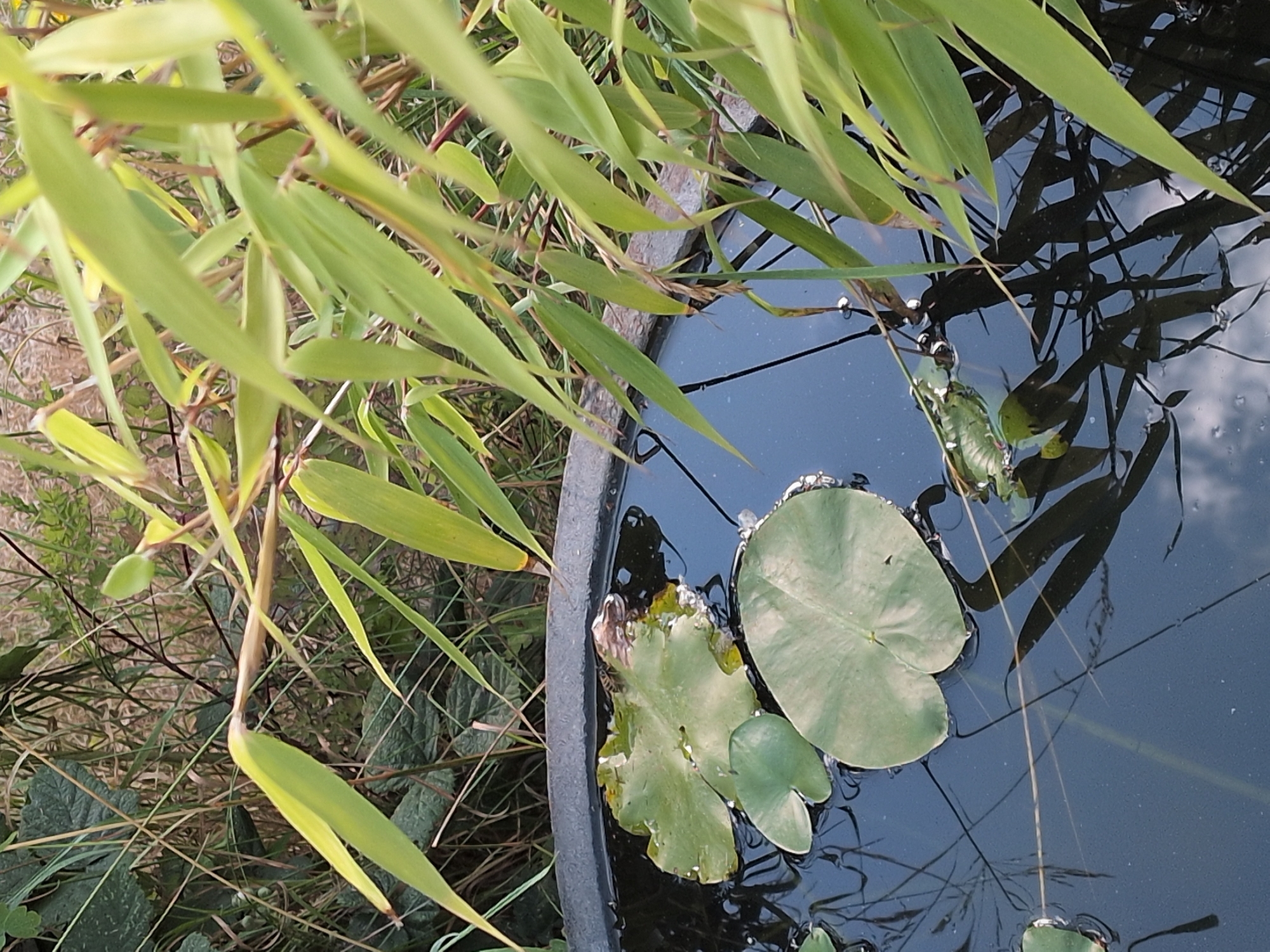 A small pond is visible, containing lily pads and submerged aquatic plants. A single bee is perched on one of the lily pads. Overhanging the pond are long, green bamboo leaves, some of which are in sharp focus while others are blurred. The pond is set within a natural environment with grass and other vegetation in the background. The image captures a close-up view of the pond and its immediate surroundings. There is no indication of any specific location within the city of Telford, United Kingdom.