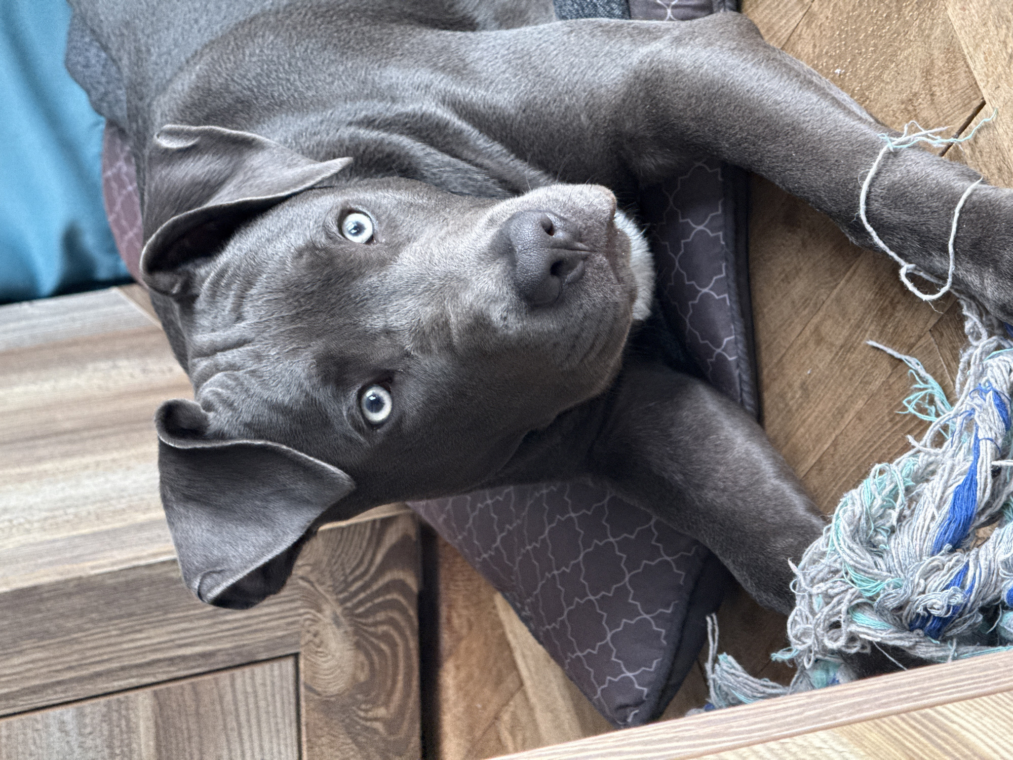 A gray, short-haired dog with blue eyes is lying on a gray patterned pillow on a wooden surface. A frayed rope toy is next to the dog on the right side of the image. The location is unknown; there is no indication that the scene is in Varna, Bulgaria.