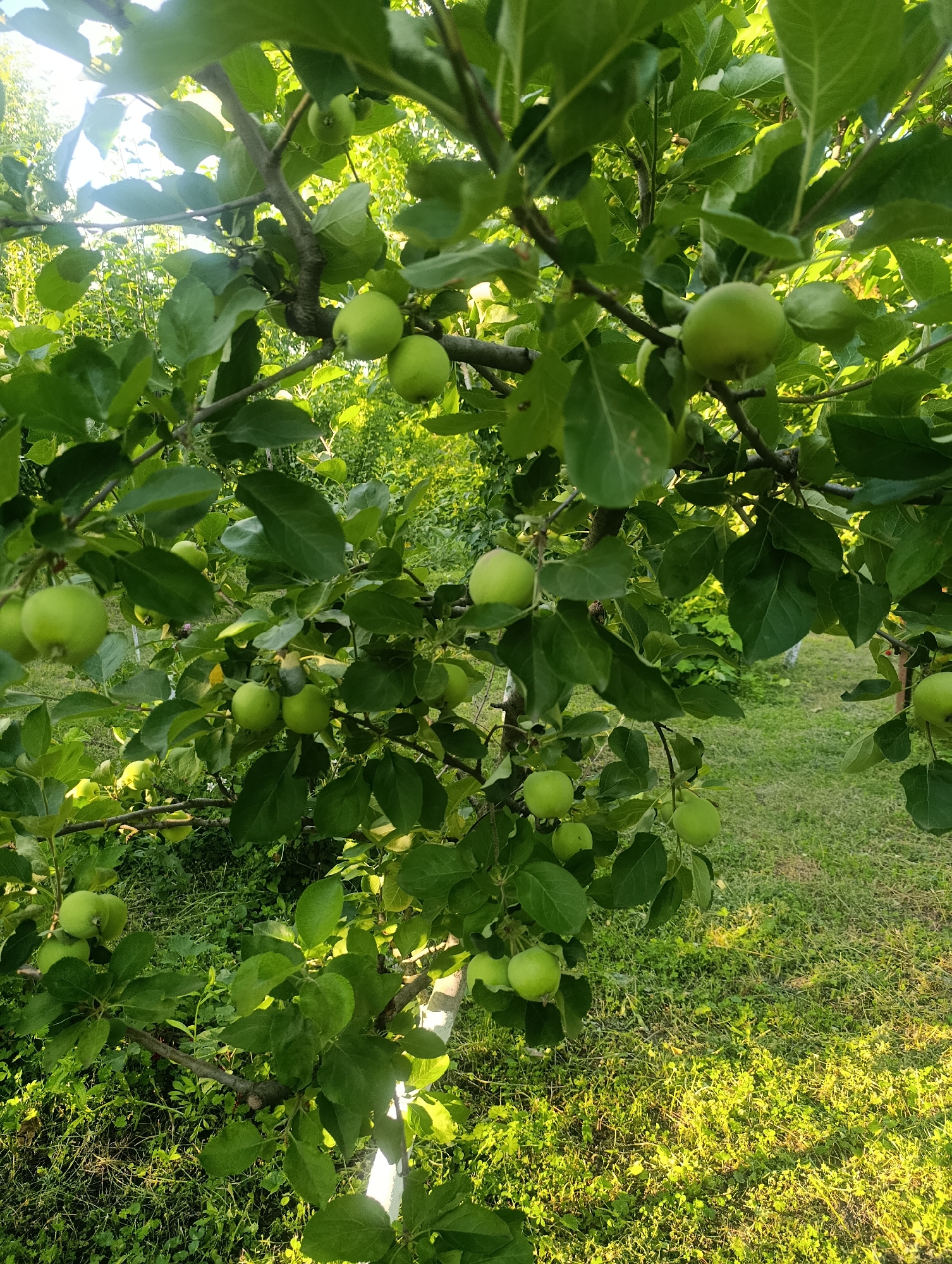 The image shows a close-up view of an apple tree branch laden with green apples. The apples are small and unripe, suggesting they are still growing. The tree is in full foliage, with lush green leaves obscuring much of the background. Sunlight filters through the leaves, creating dappled light and shadows on the apples and branches. The ground below the tree is covered in green grass and other low-lying vegetation, also illuminated by the sunlight. The overall scene evokes a sense of nature and growth, likely during the daytime. The image appears to be taken outdoors in a garden or orchard setting, given the presence of the apple tree and grassy ground. There is no visible text in the image. The composition is focused on the fruit-bearing branch, emphasizing the natural beauty of the tree and its developing fruit.