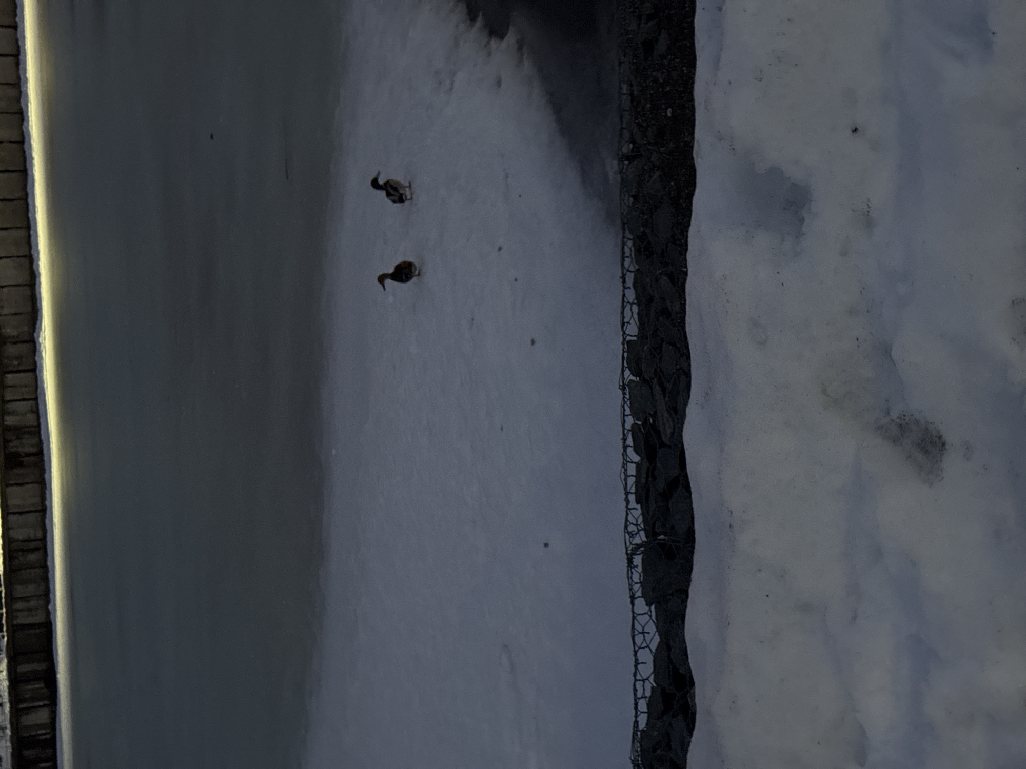 The image shows two ducks on the frozen surface of a body of water, likely a pond or small lake. The body of water is bordered by a stone or brick edge on one side and a rock wall or embankment on the other. Snow is present along the edge of the water and on the rock wall. The location is likely Votkinsk, Russia, based on the prompt.