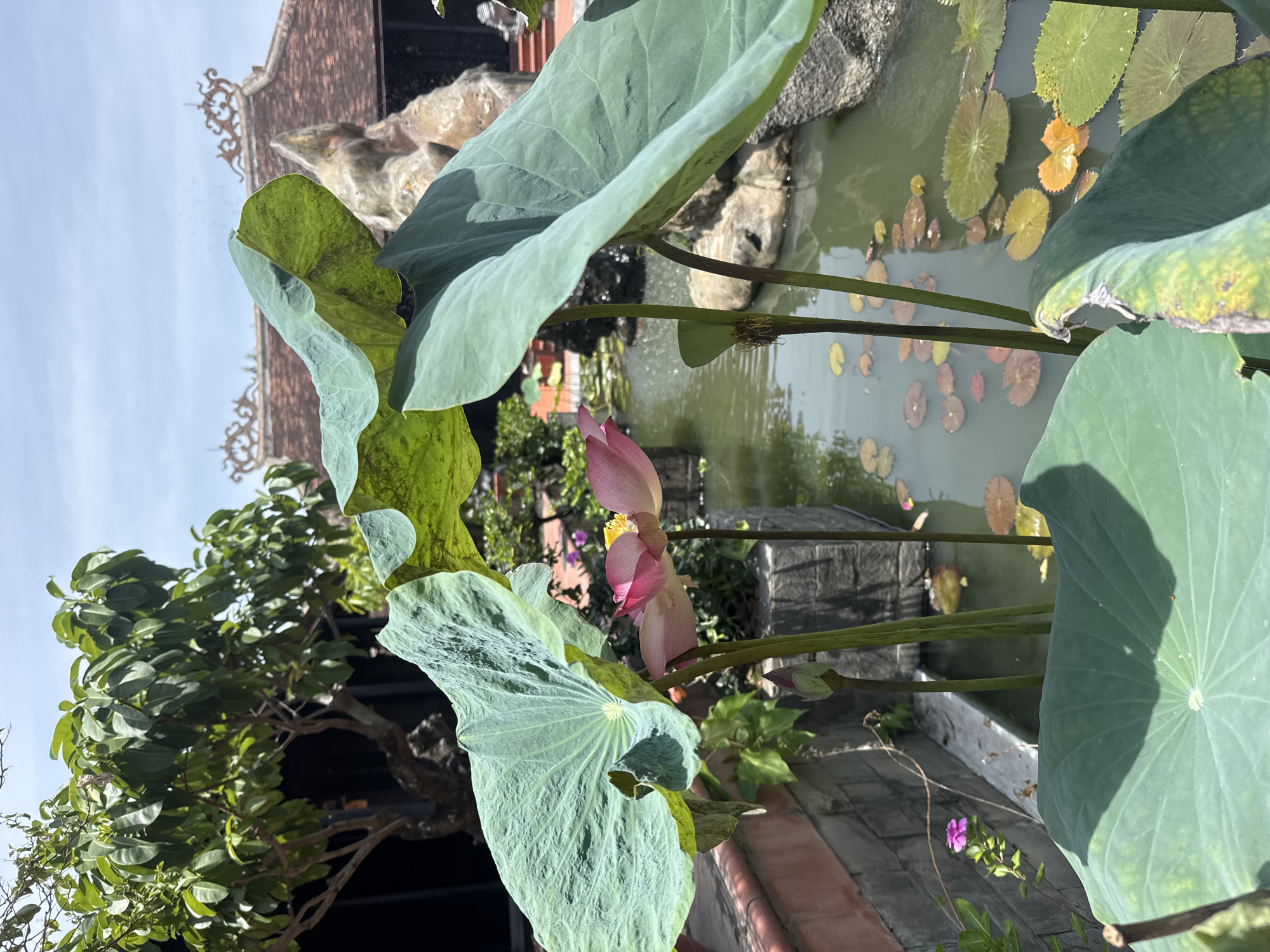 In the city of Bac Nha Trang Ward, Vietnam, a still shot captures a serene pond within a traditional Vietnamese courtyard. The foreground is dominated by the massive, textured green leaves of lotus plants, their surfaces catching the sunlight. In the mid-ground, a delicate pink lotus flower is in full bloom, its petals unfurling towards the sky, accompanied by a tightly closed lotus bud. These are submerged in the pond, which is dotted with numerous round lily pads in various shades of green and reddish-brown. The water reflects the clear sky above. To the left, a section of a stone wall and a decorative brick ledge frame the pond. Behind the pond, a rocky structure and the distinct tiled roof of a traditional building with ornate carvings are visible, suggesting the presence of a temple or ancestral home. Lush green foliage from trees can be seen on the left and further in the background, contributing to the tranquil, natural ambiance of the setting. The scene is bathed in bright daylight, casting shadows from the lotus leaves onto the water.