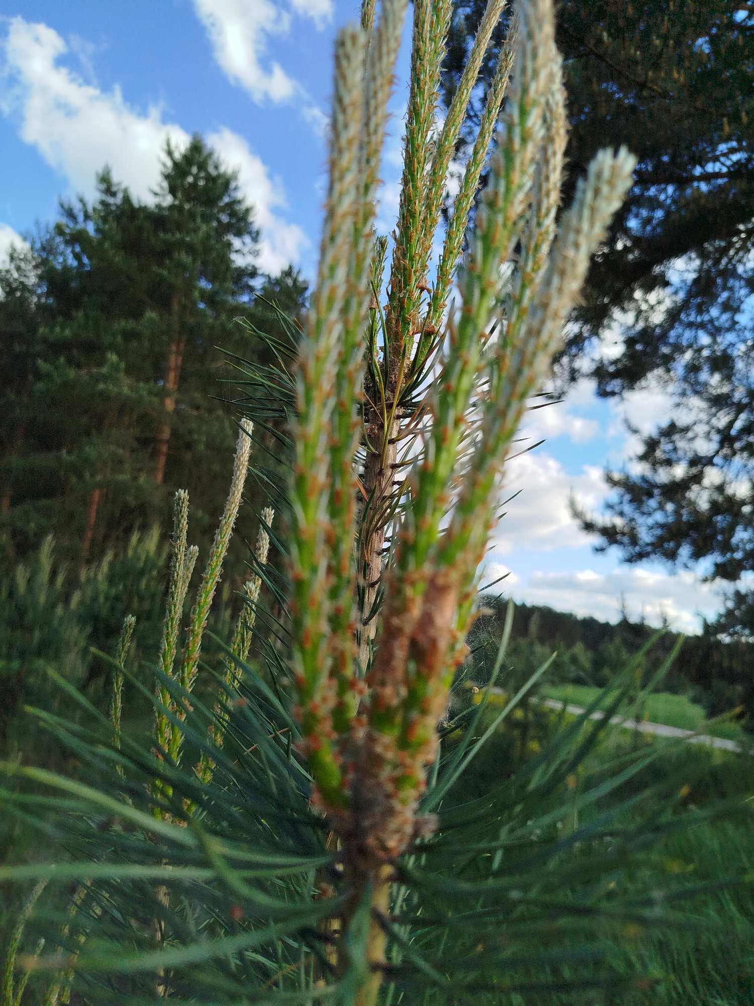 The image depicts a close-up view of a pine tree sapling, likely a Scots pine (Pinus sylvestris), during the spring season. The new growth, called candles, is prominent, exhibiting a light green color with brown sheaths. The needles of the sapling are green and thin.
In the background, larger pine trees are visible, suggesting a forest or wooded area. The sky is blue with white clouds. The ground is covered in green grass and other vegetation. The photo's composition emphasizes the sapling's new growth, capturing a moment of ecological renewal.
While Заречье, Russia is referenced, there is no specific evidence to determine that this photo was taken in that location.