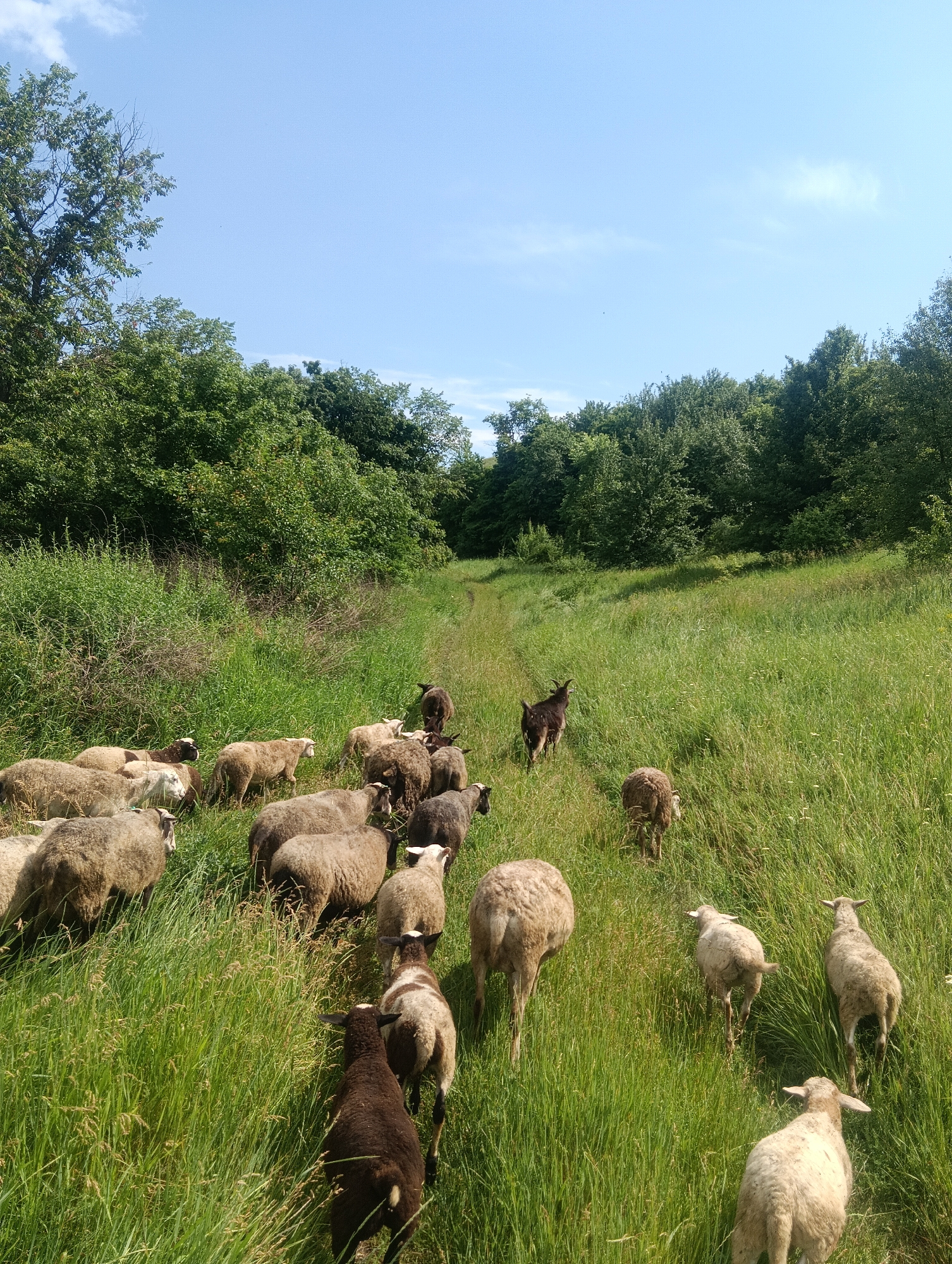 A herd of sheep and one goat are walking through a grassy field. The sheep are of various colors, including white, brown, and black. The goat is dark brown. The field is tall and green, with some scattered yellow flowers. In the background, there is a dense line of trees. The sky is blue with a few white clouds. The sun appears to be shining, suggesting it is daytime. The animals are moving in the same direction, as if being herded or grazing. The scene appears peaceful and natural. There is no visible text in the image.