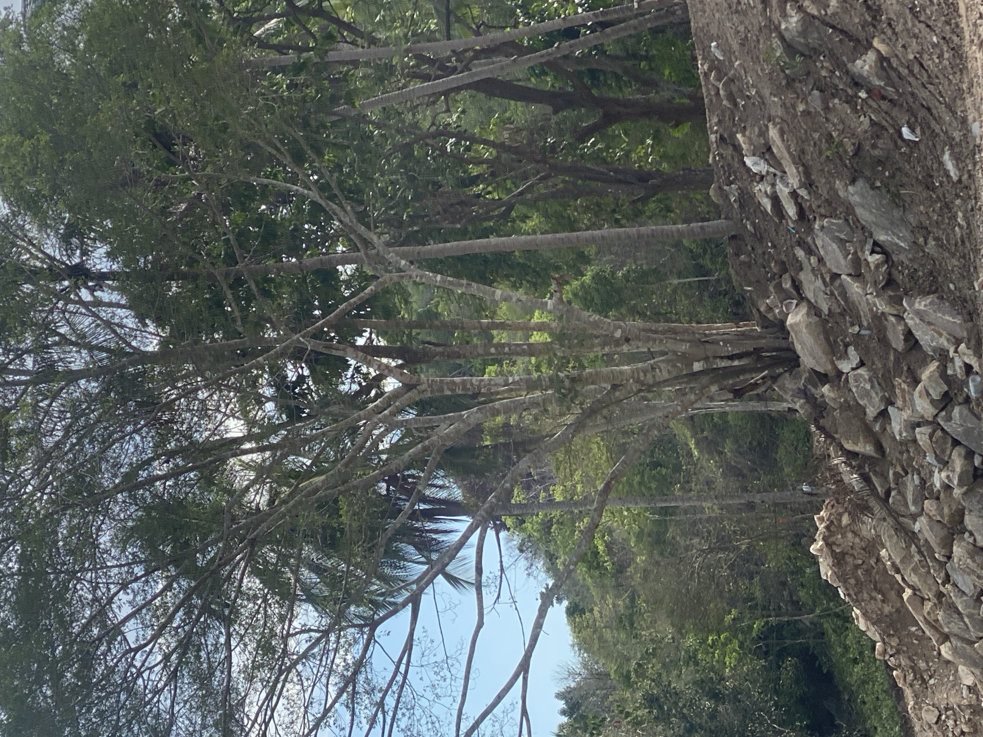 The image presents a scene in Baan Wang Ta Kien, Thailand, showcasing a close-up view of trees and a stone wall. The trees, with slender trunks and sprawling branches covered in foliage, dominate the left and upper portions of the frame. The sky is visible through the canopy. A rough, textured stone wall occupies the right side of the image. Greenery is visible in the background beyond the wall and trees. No people are visible.