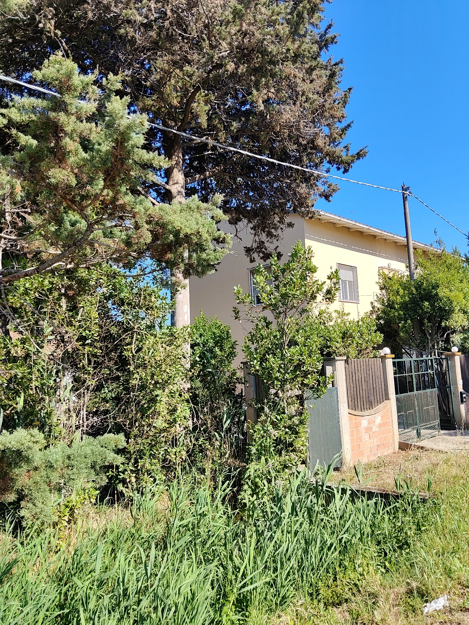 The image depicts a residential building in Campiglia Marittima, Italy, partially obscured by abundant greenery. The building, painted a light yellow, has a visible white-tiled roof and a single window with shutters is visible on the side facing the camera. Adjacent to the building, a dark green metal gate, framed by a low brick wall and a wooden fence, provides access to the property. The foreground is dominated by lush, tall green grass and other vegetation, suggesting a somewhat overgrown or naturalized landscape. Overhead, large trees with dense foliage cast shadows, and power lines are visible against a clear blue sky. No people are present in the scene.