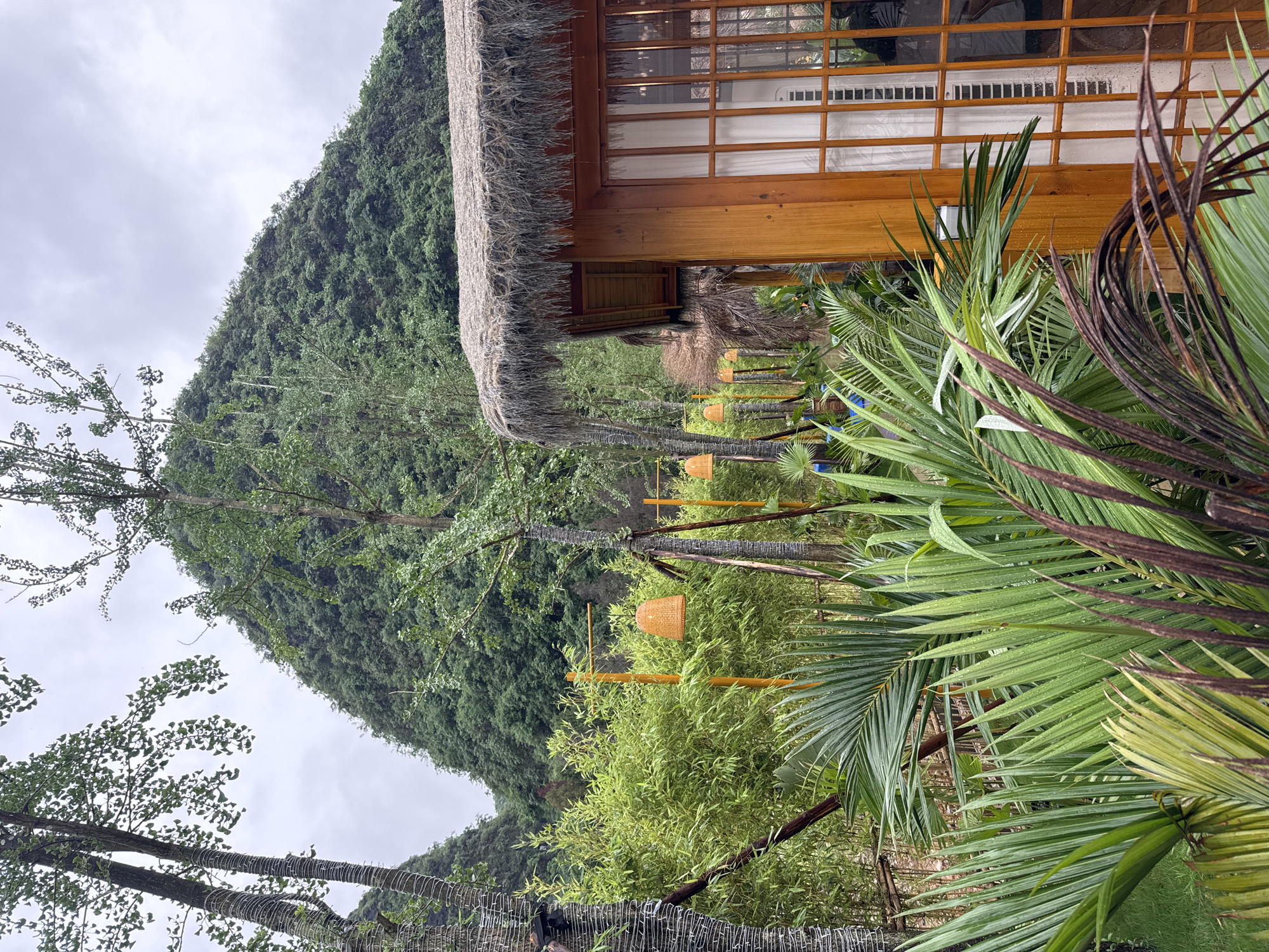 The image captures a scene in Guilin, China, likely near a natural landscape. A building with a thatched roof and wooden frame is prominently featured, with a window revealing white curtains. Lush greenery surrounds the building, including palm trees and bamboo. In the background, a large, green mountain covered in vegetation dominates the horizon. The sky is overcast. Woven light fixtures are visible among the trees.