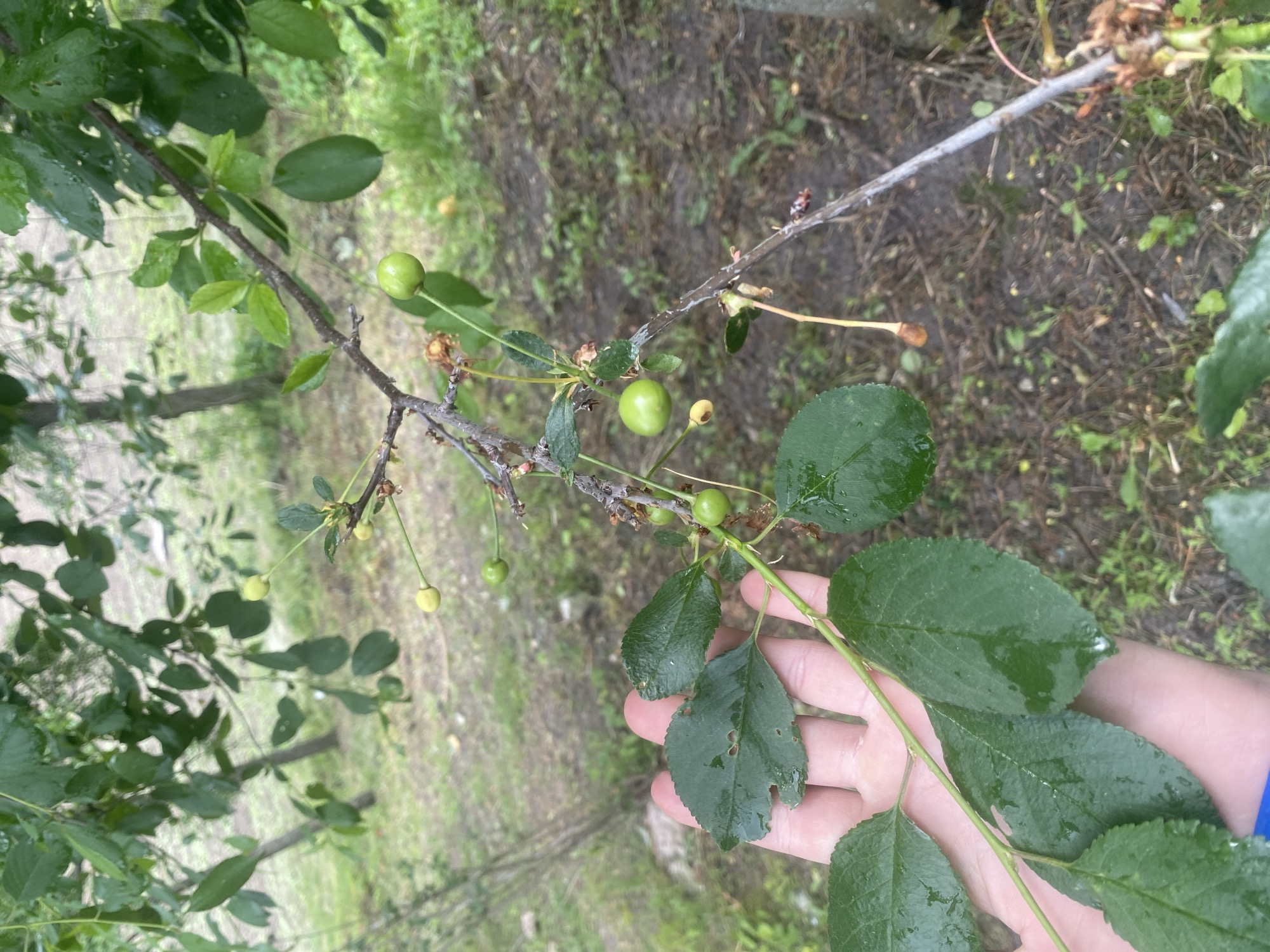 The image depicts a tree branch with unripe green fruits, likely cherries, held in a person's hand. The leaves are green and appear wet. The background shows foliage and ground with some sparse vegetation. The location is noted as Yaresky, Ukraine, based on external knowledge. There are no other people visible in the image. The focus is on the branch, fruits, and leaves, with the person's hand serving as a point of reference. The environment appears to be outdoors, possibly a garden or orchard.