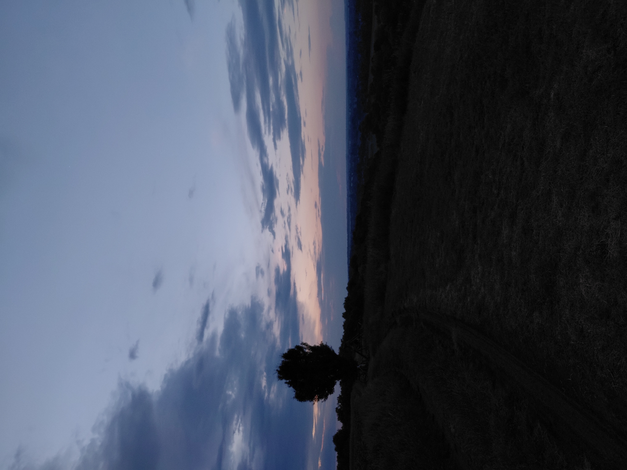 The image depicts a dusky, rural landscape with a lone tree silhouetted against a twilight sky. The foreground features a grassy, slightly sloped field with a visible dirt path winding through it. In the middle ground, a solitary tree with dense foliage stands prominently, also silhouetted. Beyond the tree, a line of dark trees forms the horizon. The background is dominated by the sky, which transitions from deep blue at the top to lighter shades of pink and purple near the horizon, with scattered clouds. The overall scene suggests a peaceful, natural setting. No people or specific landmarks identifiable with the city of Ustyvytsia, Ukraine are visible in this image.