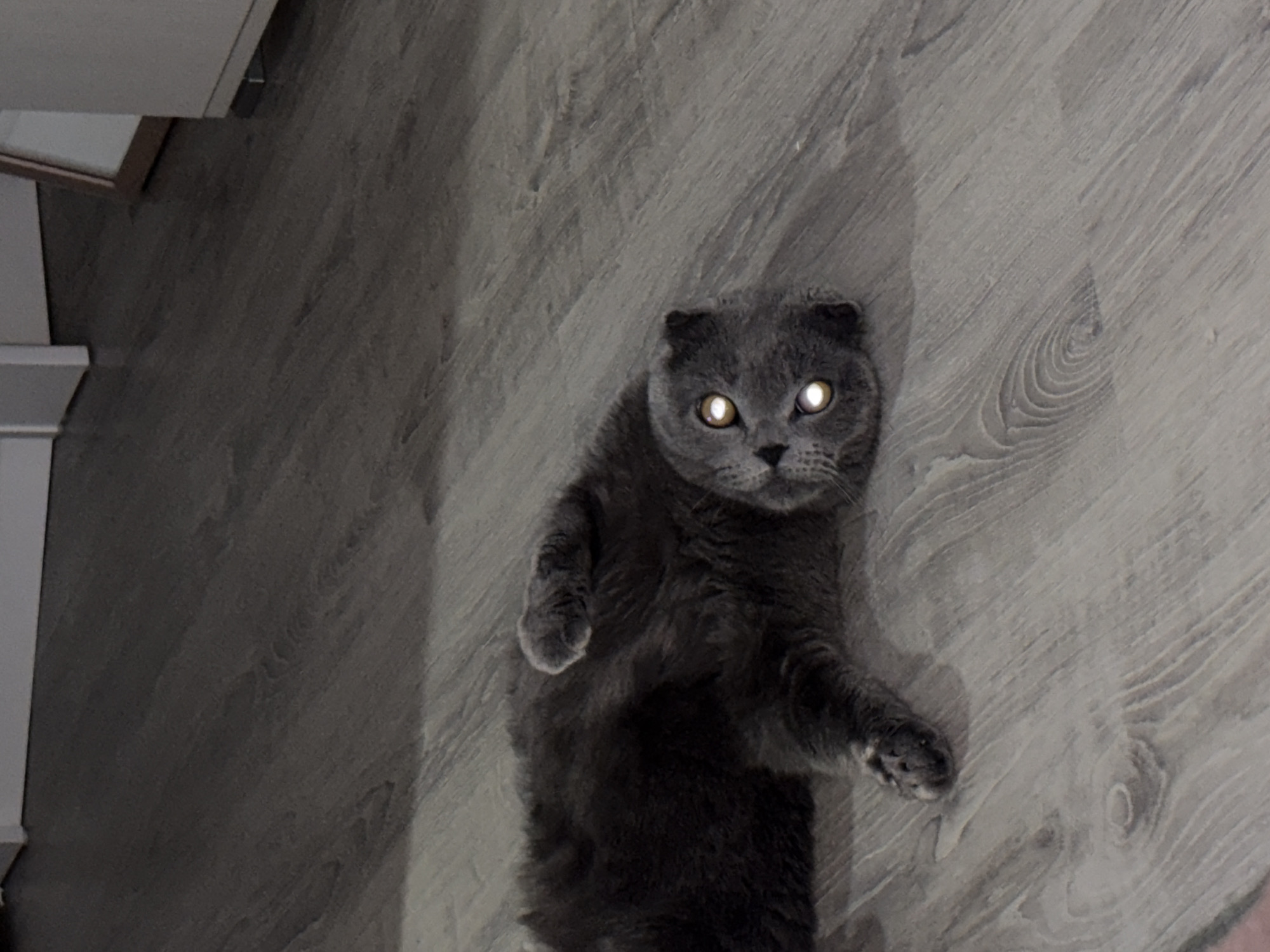 A gray Scottish Fold cat lies on its back on a gray, wood-patterned floor. Its yellow eyes are reflecting light. A white cabinet is partially visible on the left side of the frame. The location is not discernible from the image.