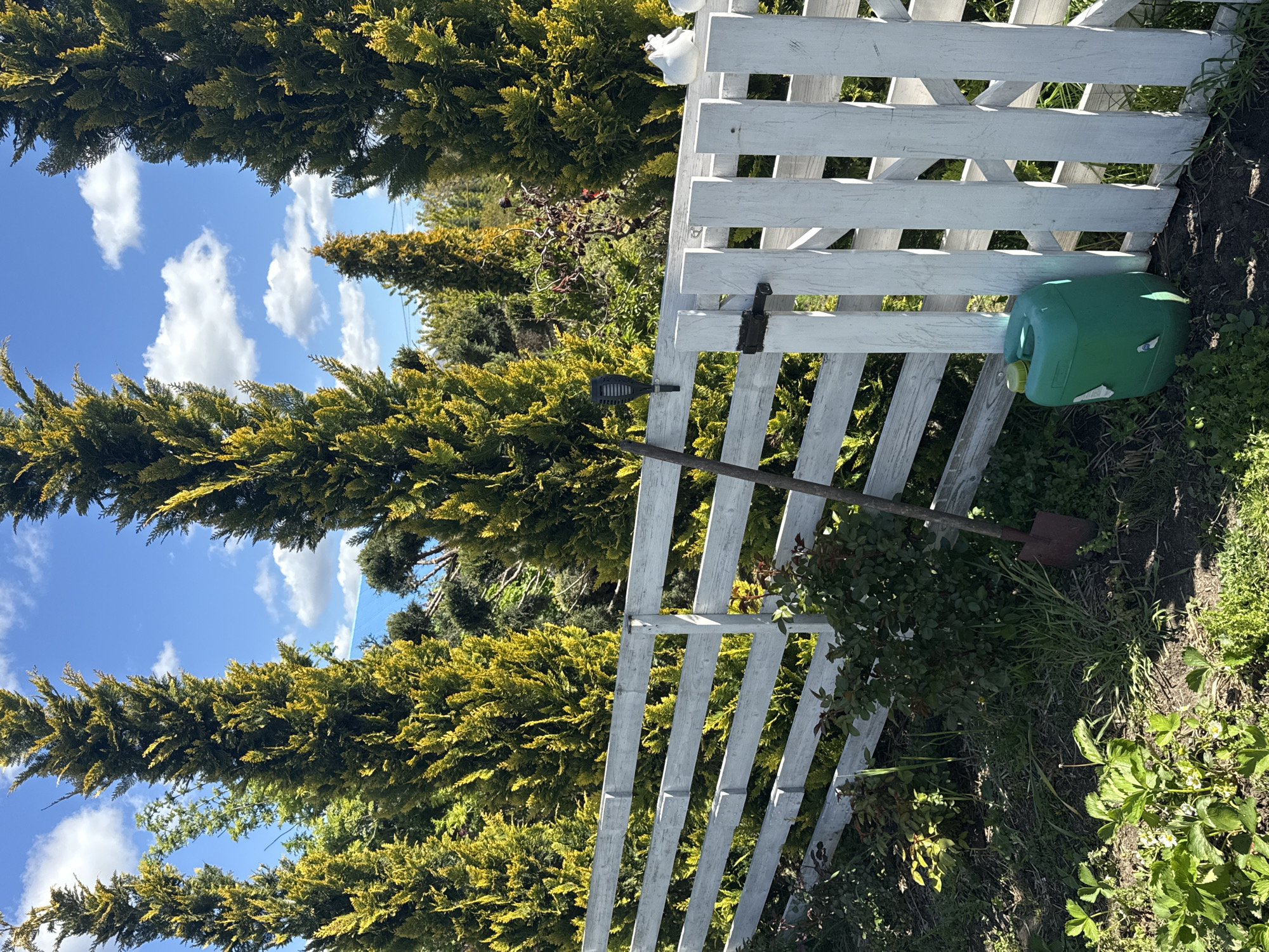 The image depicts a garden scene, possibly located in Pervorechenskoye, Russia (based on the prompt). A white wooden fence stands in the foreground, oriented diagonally to the viewer. A green plastic container is positioned against the fence. A shovel with a brown wooden handle is leaning against the fence. Behind the fence are evergreen trees with yellowing foliage. The sky is visible above the trees, displaying a blue color with white clouds. The ground is covered in vegetation, including grass and leafy plants. A solar light is attached to the wooden handle of the shovel.