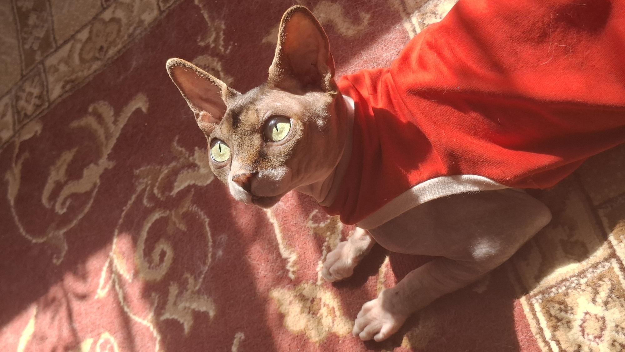 A sphinx cat, wearing a red garment, rests on a patterned rug in a sunlit room. The cat's skin is a mottled brown, and its eyes are a striking green, looking upwards and to the left. The red garment covers its body from the chest upwards, featuring a white trim around the neck. The rug beneath it displays a complex, traditional pattern in shades of red and beige, with visible sunlight casting shadows and illuminating sections of the scene. The environment appears to be domestic.