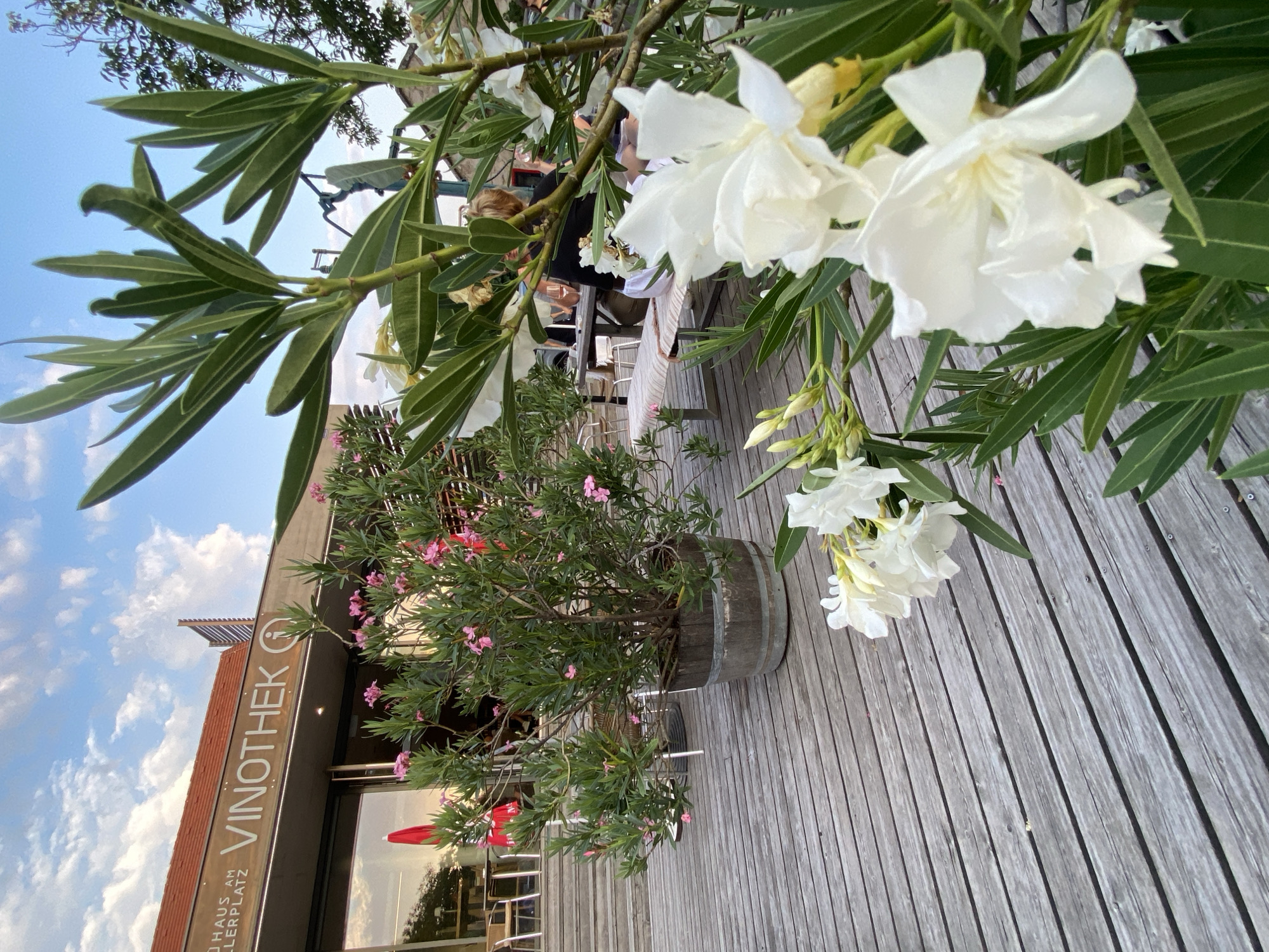 The image captures a charming outdoor seating area of a Vinothek in Purbach, Austria. The Vinothek, with its prominent signage displaying "VINOTHEK" and "HAUS AM KELLERPLATZ", is visible in the background. A wooden deck forms the seating area, with tables and chairs arranged for guests. Lush green plants with delicate pink and white flowers are strategically placed throughout the space, adding a touch of natural beauty. In the foreground, a close-up of white oleander flowers and leaves dominates the frame. Several people are seated at tables in the background, enjoying their time outdoors. The sky above is a vibrant blue, dotted with fluffy white clouds, suggesting a pleasant day. The overall scene conveys a relaxed and inviting atmosphere, typical of an Austrian wine-tasting establishment.