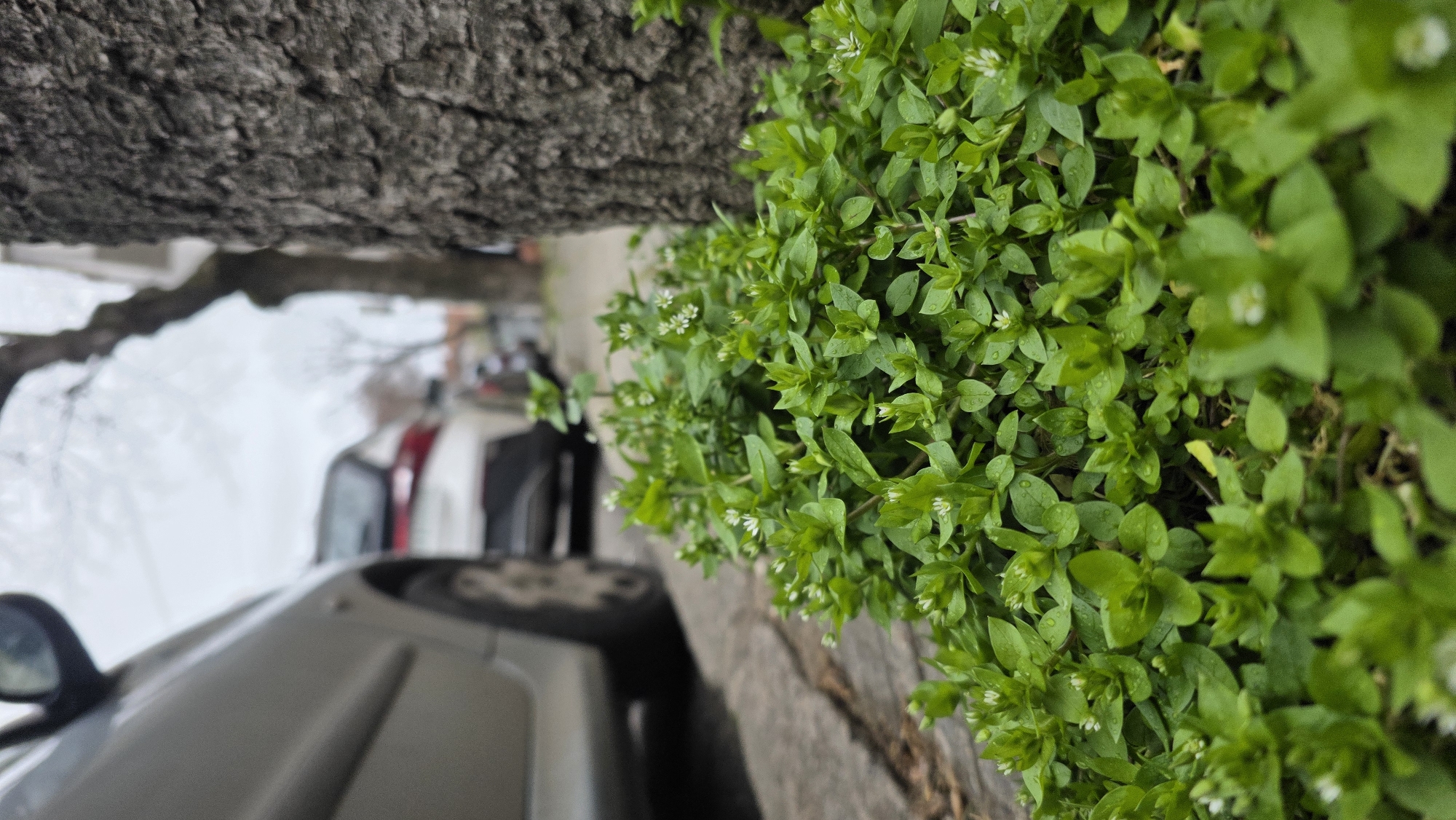The image depicts a street scene, potentially in Blagoevgrad, Bulgaria, featuring a close-up of greenery with small white flowers. A tree trunk is visible on the left side of the frame, with cars parked in the background. The scene suggests an urban environment where nature intersects with built structures and vehicles. The image is oriented in portrait mode.