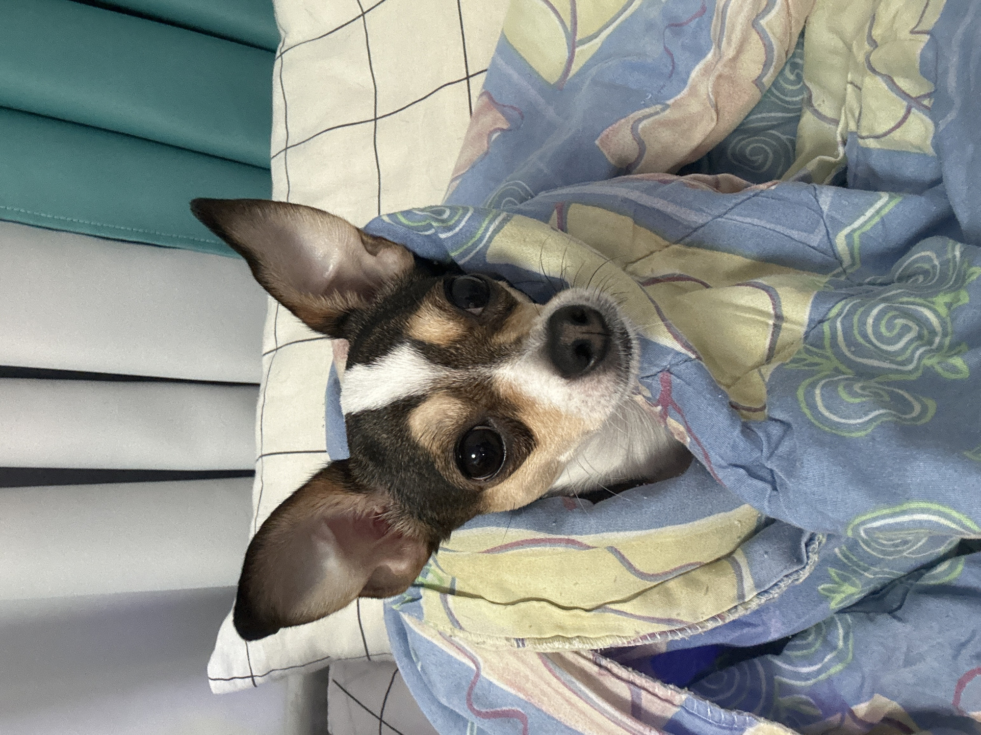 A chihuahua mix dog is wrapped in a blue and yellow patterned blanket on a bed. The dog has large ears, dark eyes, and a black nose. It is looking directly at the camera. The background shows pillows and curtains. There is no discernible information about the location in the city of Mirny, Russia.