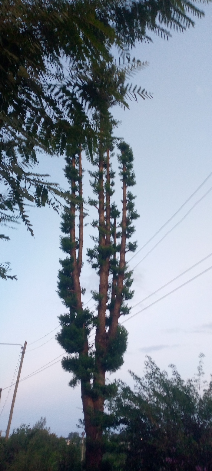 A tall, evergreen tree with multiple trunks stands against a blue-grey sky. Distinct tiers of green foliage extend from the trunks at regular intervals. Above, branches with small, delicate leaves partially obscure the top left of the frame. To the right of the tree, three power lines stretch across the sky. In the foreground, a mix of green shrubs and trees line the bottom of the image. A utility pole is visible on the left side.