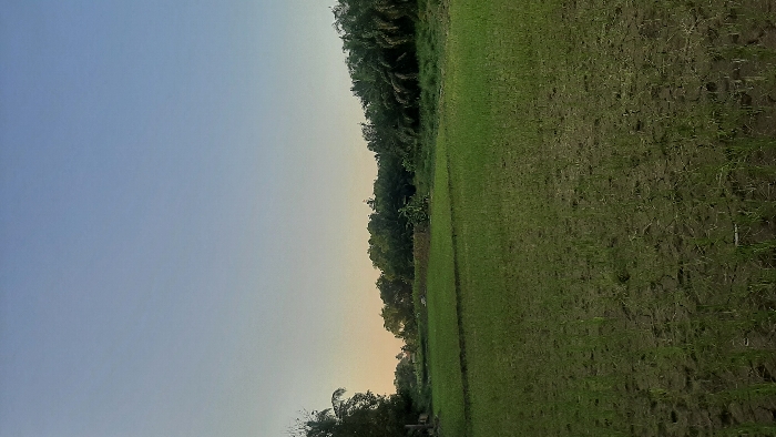 The image displays an expansive agricultural field in Cempeudak, Indonesia, under a clear sky. The sky transitions from a light blue at the zenith to a pale orange-yellow hue near the horizon, suggesting either dawn or dusk. The foreground and midground are dominated by dark, tilled earth with numerous young, vibrant green seedlings, consistent with rice cultivation, arranged in discernible rows or patches. The soil exhibits some cracking in areas. A dense, verdant line of various trees and vegetation forms the background, acting as a natural boundary. Among this foliage, several palm trees are distinctly visible on the right side of the frame. No individuals, animals, or man-made structures are present within the scene. The lighting is soft and ambient.