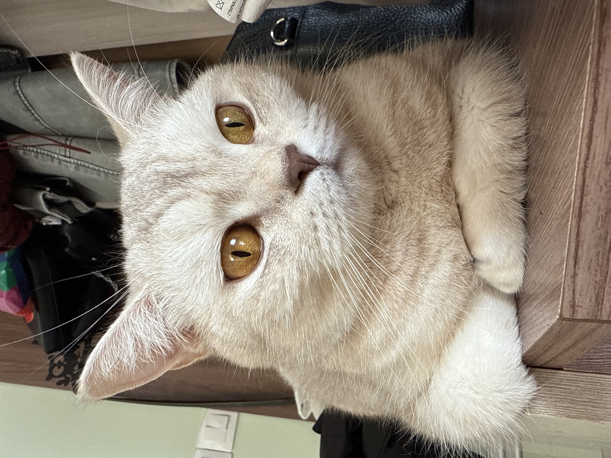A light-colored cat with golden eyes is lying down, its head tilted and looking at the camera. The cat is positioned on or near a wooden surface, with various objects including clothing and a black bag visible in the background. The location is presumably Sarapul, Russia, based on given information. No people are visible.