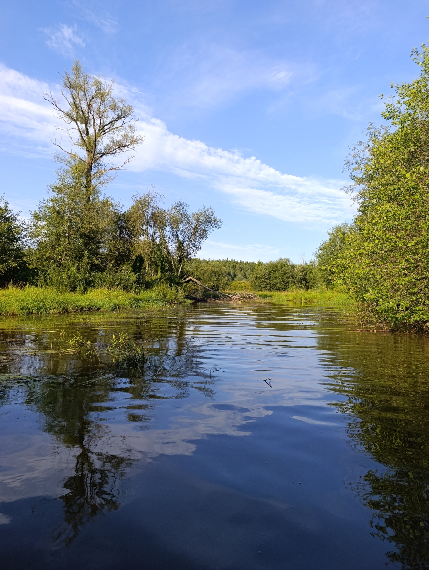 This is a photograph of a river in Garevaya, Russia, on a sunny day. The water is dark blue and reflects the sky and trees. On the left bank, there is a tall tree with sparse leaves and a thick patch of green grass. The right bank is lined with dense green trees. In the background, a forest stretches across the horizon under a bright blue sky with wispy white clouds. A fallen tree lies across the river in the mid-ground. The scene is serene and natural.