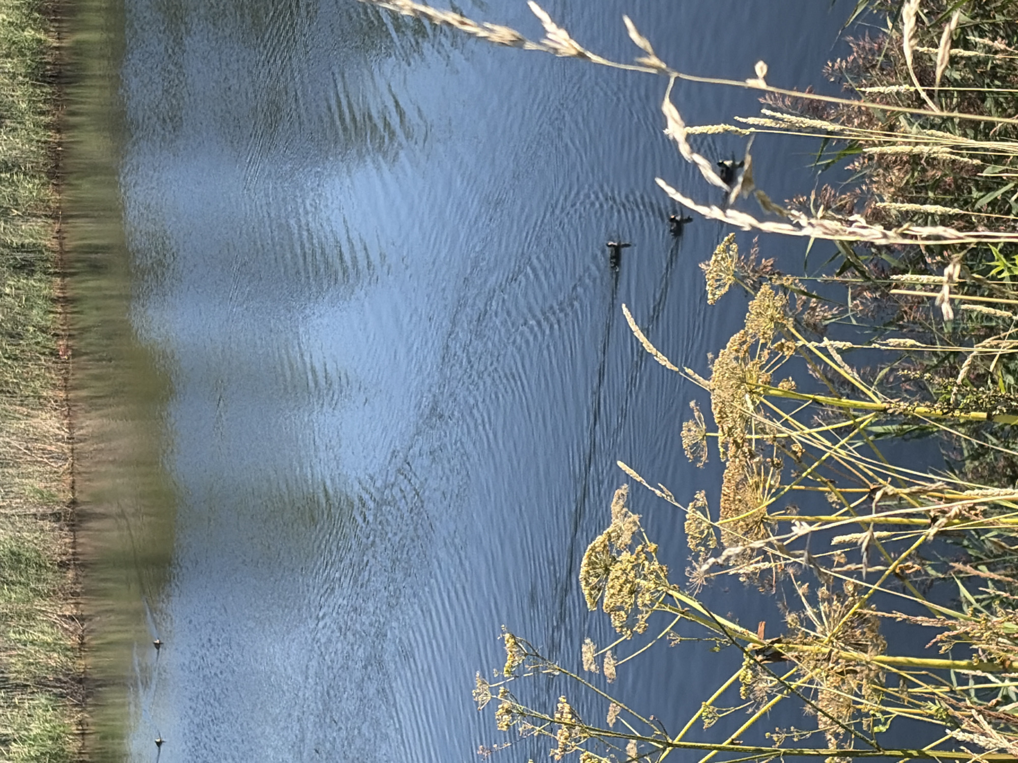 A body of water, likely a river or canal, with a dense line of reeds along the far bank under a bright, clear sky. Several ducks are swimming in the water, leaving small wakes behind them. The foreground is occupied by tall, dry grasses and flowering plants, some of which are blurred due to the shallow depth of field. The overall scene is natural and serene, suggesting a rural or park-like setting, possibly in the area of Suoranda, Russia, where such waterways and vegetation are common.