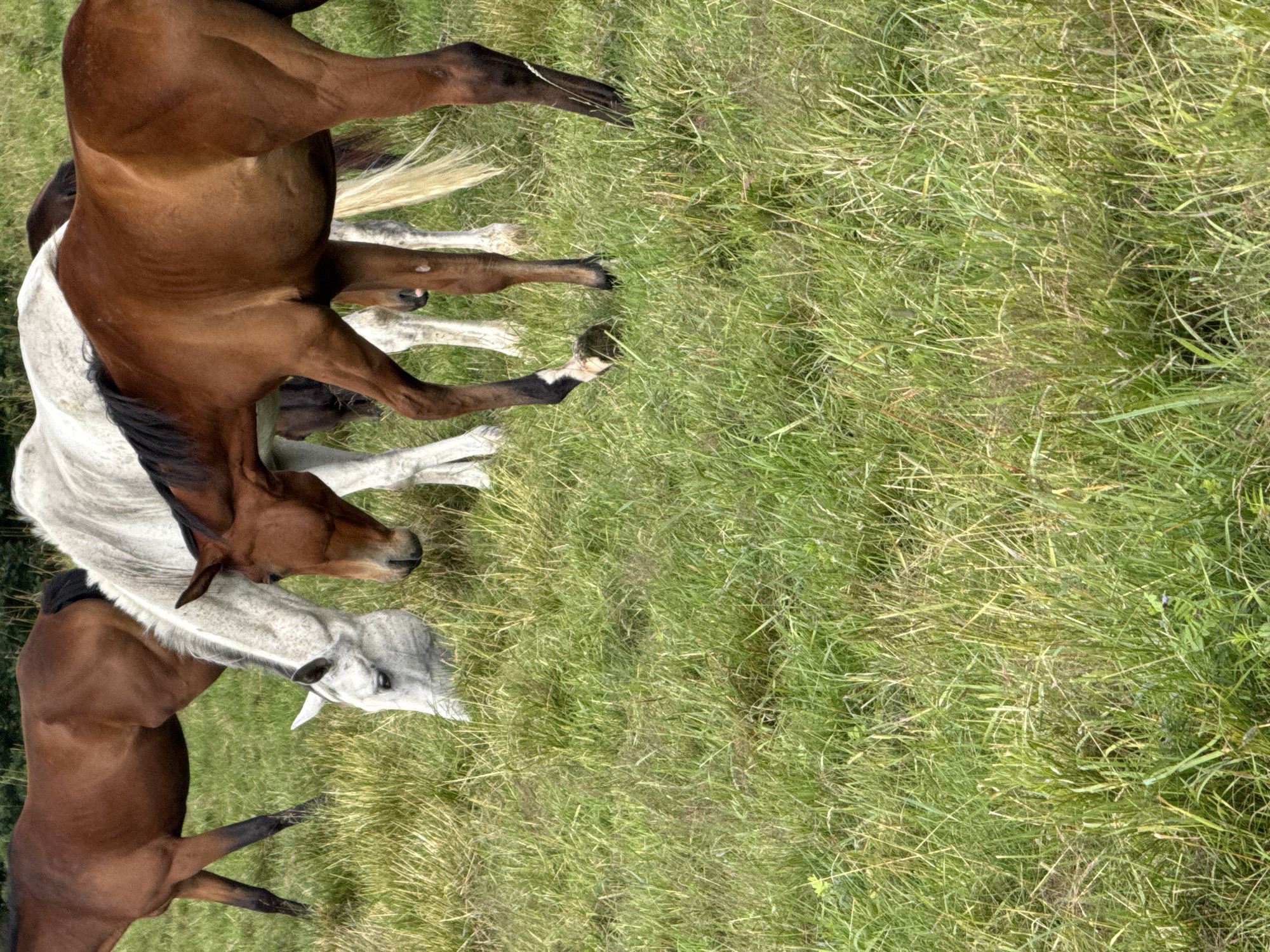 Four horses are grazing in a grassy field in Galinė, Lithuania. Three of the horses are visible from the chest up, while the hindquarters of a fourth horse are partially visible. The horses are various shades of brown and white. The grass is green and appears to be freshly grown. The background is blurred and consists of trees and foliage, suggesting a natural setting.