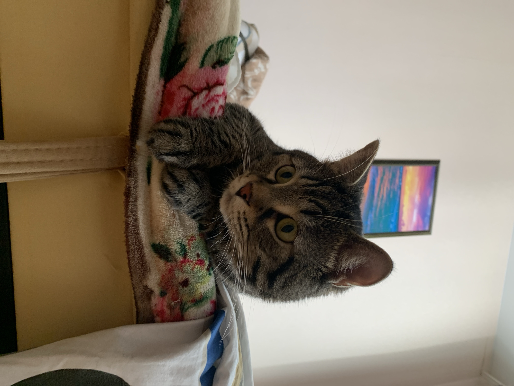 A tabby cat rests on a blanket with a floral pattern. The cat is gray and black with yellow eyes. Behind the cat, on the wall, hangs a framed picture of a sunset over the ocean. The background is a plain white wall.
