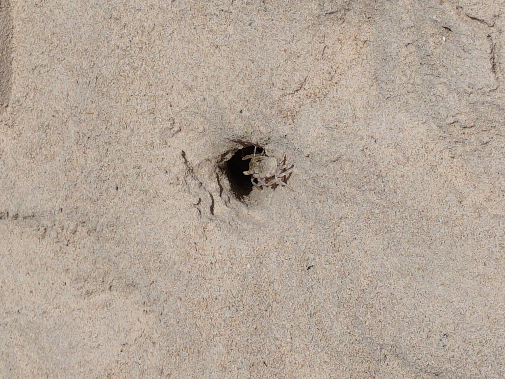 A small crab is emerging from a hole in the sand. The crab has light-colored claws and legs. The sand is a light tan color and appears dry. There are some small indentations and textures on the surface of the sand. The image is taken from a close-up perspective, focusing on the crab and its immediate surroundings. The location is Thuận An Ward, Vietnam.