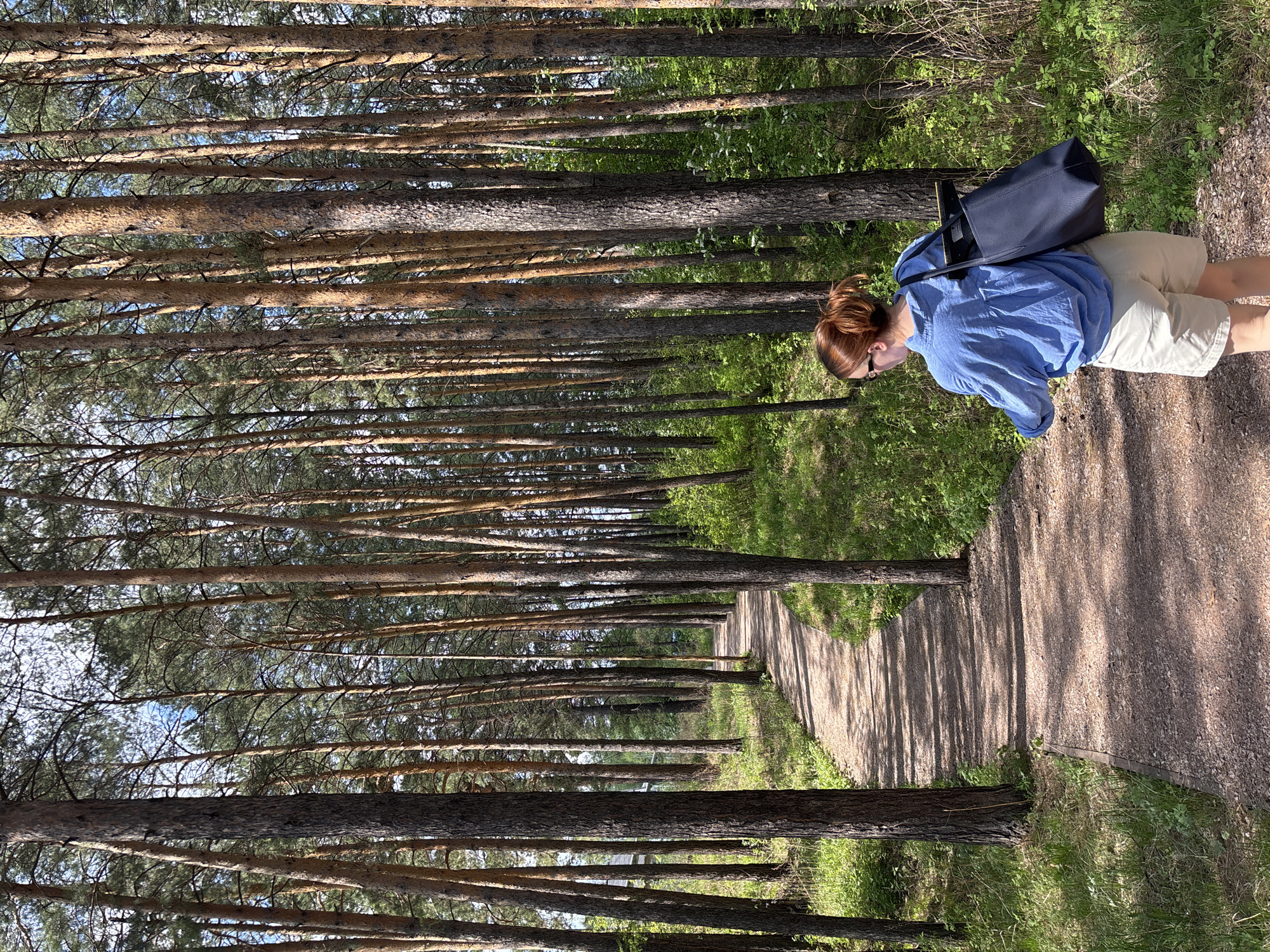 A woman with reddish-brown hair, wearing a blue shirt, beige shorts, and sunglasses, walks along a gravel path through a forest of tall, thin trees in Овсянка, Russia. She carries a dark blue tote bag. The trees cast long shadows on the path. Green foliage is visible on either side of the path and in the background.