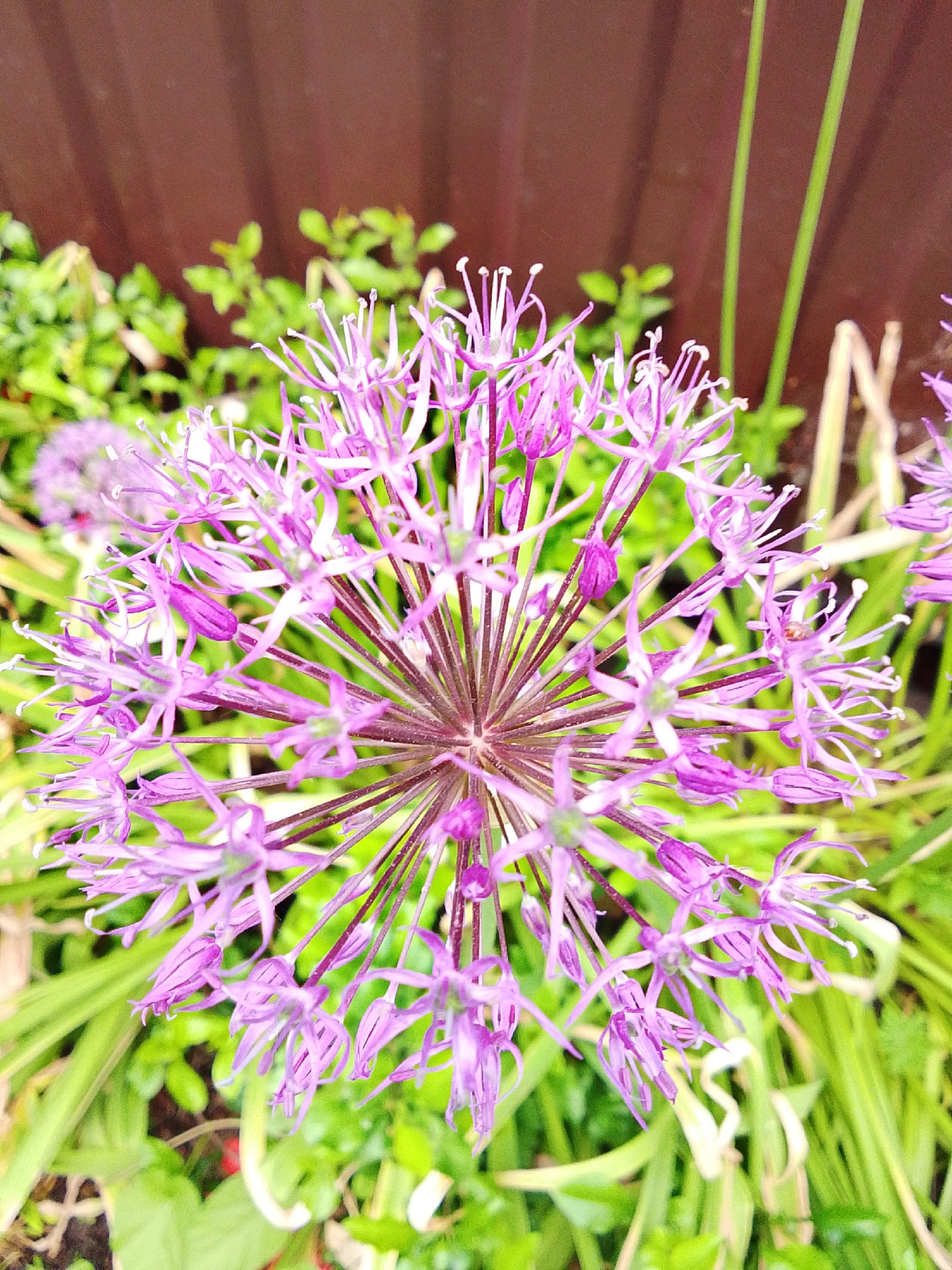 A high-angle, close-up shot shows a purple Allium flower in full bloom. The spherical flower head is comprised of numerous star-shaped florets with slender petals and delicate filaments. Green foliage surrounds the flower, and a dark brown fence is visible in the blurred background. The location is not indicated within the image. The location of Snopok Novyi, Russia cannot be confirmed by the image.
