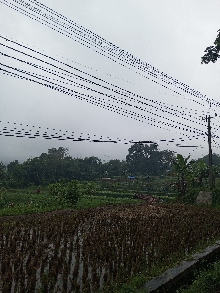 This image presents an overcast, rural landscape within the city of YonPhoogla, Bhutan. The upper half of the frame is dominated by a uniform light grey sky, traversed by multiple parallel dark utility lines. A dark utility pole with crossarms is positioned on the right edge, supporting some of these lines. The mid-ground reveals a series of green, verdant terraced agricultural fields. The immediate foreground features a flooded paddy field with densely packed, short, dark brown crop stubble reflecting the sky. Within the green terraces, scattered smaller green trees and shrubs are visible, along with several upright reddish figures, possibly scarecrows. Further back, a dense line of dark green trees forms the horizon, partially obscured by mist or fog on the far left. Small structures are present in the middle ground, including one with a blue tarp roof and another with a reddish-brown tiled roof. A concrete retaining wall or edge with overgrowth is visible along the bottom right of the frame. There are no individuals present in the scene.