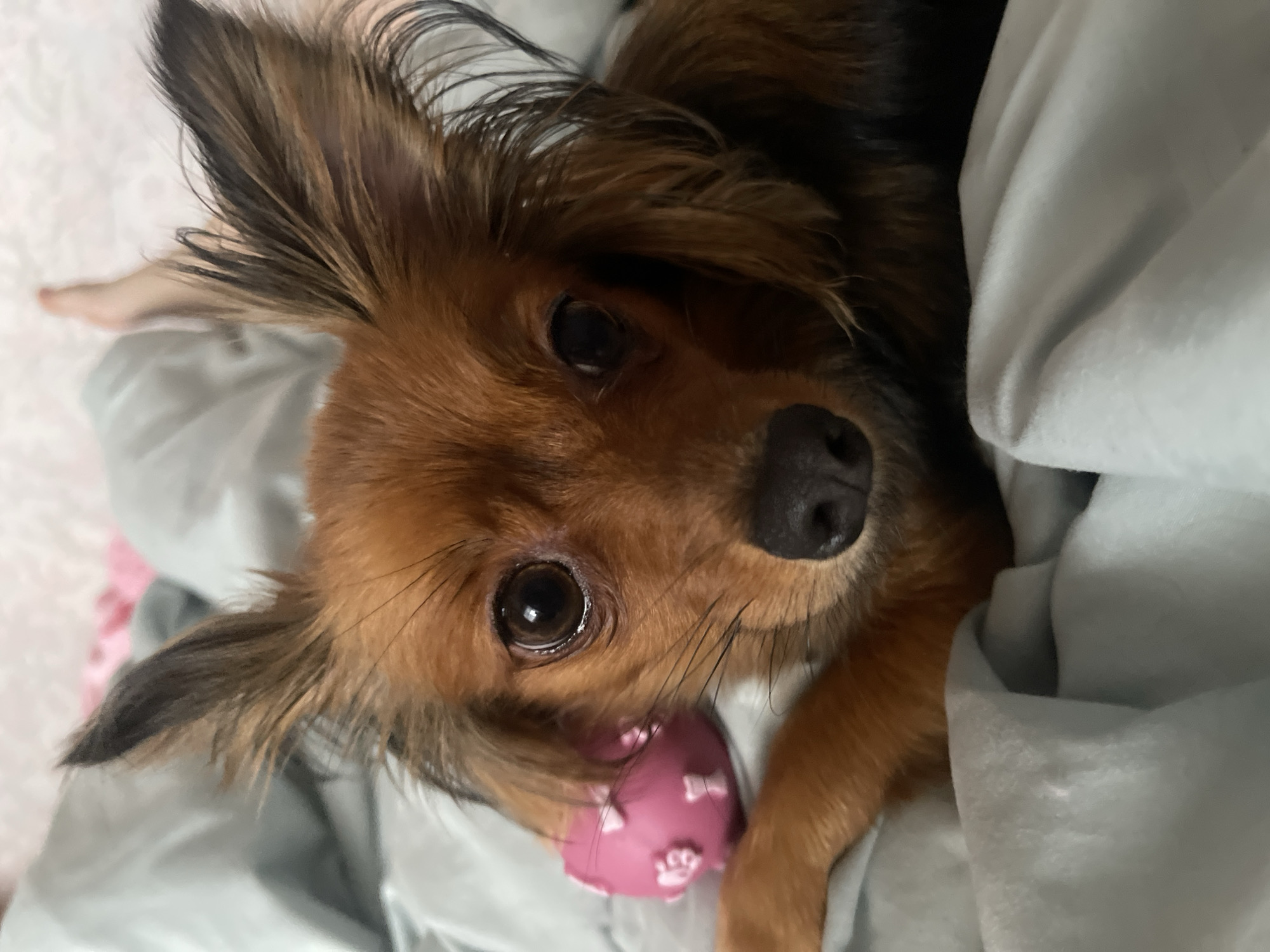A close-up, eye-level shot shows a small, brown, long-haired dog resting on a light blue blanket. The dog's head is positioned centrally in the frame, and it is looking directly at the camera with large, dark eyes. Its ears are large and pointed, with dark tips and lighter brown fur throughout. A small, pink toy with bow-shaped accents is visible to the left of the dog's face. The dog's snout is dark and appears wet. The background consists of soft, blurred textures of blankets. A human foot is visible in the upper right corner, with pale skin and a slight pink hue. The image appears to be taken indoors, possibly in a bedroom, with soft lighting. There is no information to determine the location within Марковский, Russia.