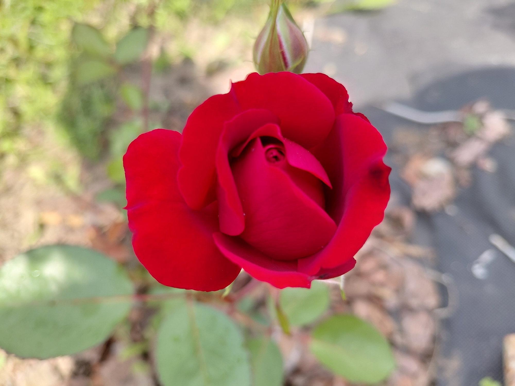 A close-up, top-down view of a vibrant red rose bloom is captured in bright daylight. The rose is partially open, revealing its tightly spiraled center. To the right of the bloom, a single rosebud is visible, still enclosed in its green sepals, with a hint of pink at its tip. In the background, unfocused green leaves and a blurred brown, earthy ground suggest an outdoor garden setting. The image does not contain any information that would allow for identification of its location within Novosibirsk, Russia.