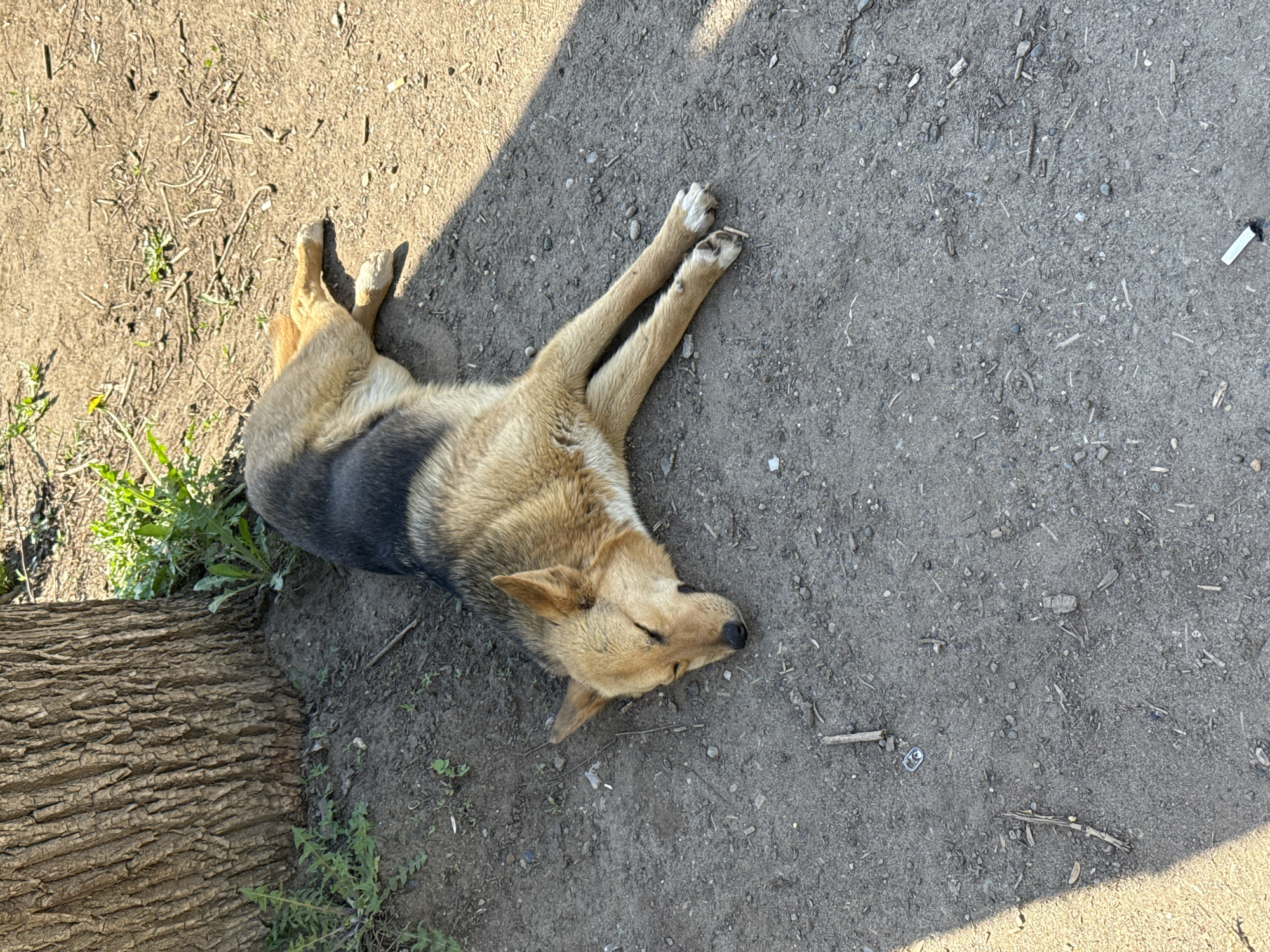 A medium-sized dog is lying on its back on a dirt surface next to a tree trunk. The dog is tan with a black saddle pattern. Its paws are white. The dirt surface contains small stones and debris. A cigarette butt is visible in the upper right of the frame. The location is outdoors in Votkinsk, Russia.
