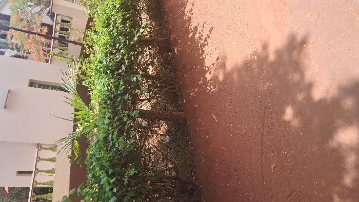 The image displays an outdoor scene in Waa Ngombeni ward, Kenya, under direct sunlight, indicated by pronounced shadows. The foreground consists of reddish-brown dirt or sandy ground with scattered fine debris and a faint linear impression. Leafy shadows are cast across the right portion of the ground. The mid-ground is dominated by a dense, manicured green hedge, approximately waist-height, with two visible wooden support posts embedded within it. Behind the hedge, a light-colored, possibly off-white, multi-story building is visible, featuring rectangular windows and a balcony with a light-colored balustrade. A single plant with prominent green leaves protrudes above the hedge near the building. To the right, a dark vertical pole extends upwards in front of a distant tree exhibiting vibrant orange-red blossoms against a partial view of a blue sky. No individuals or explicit actions are present within the frame.