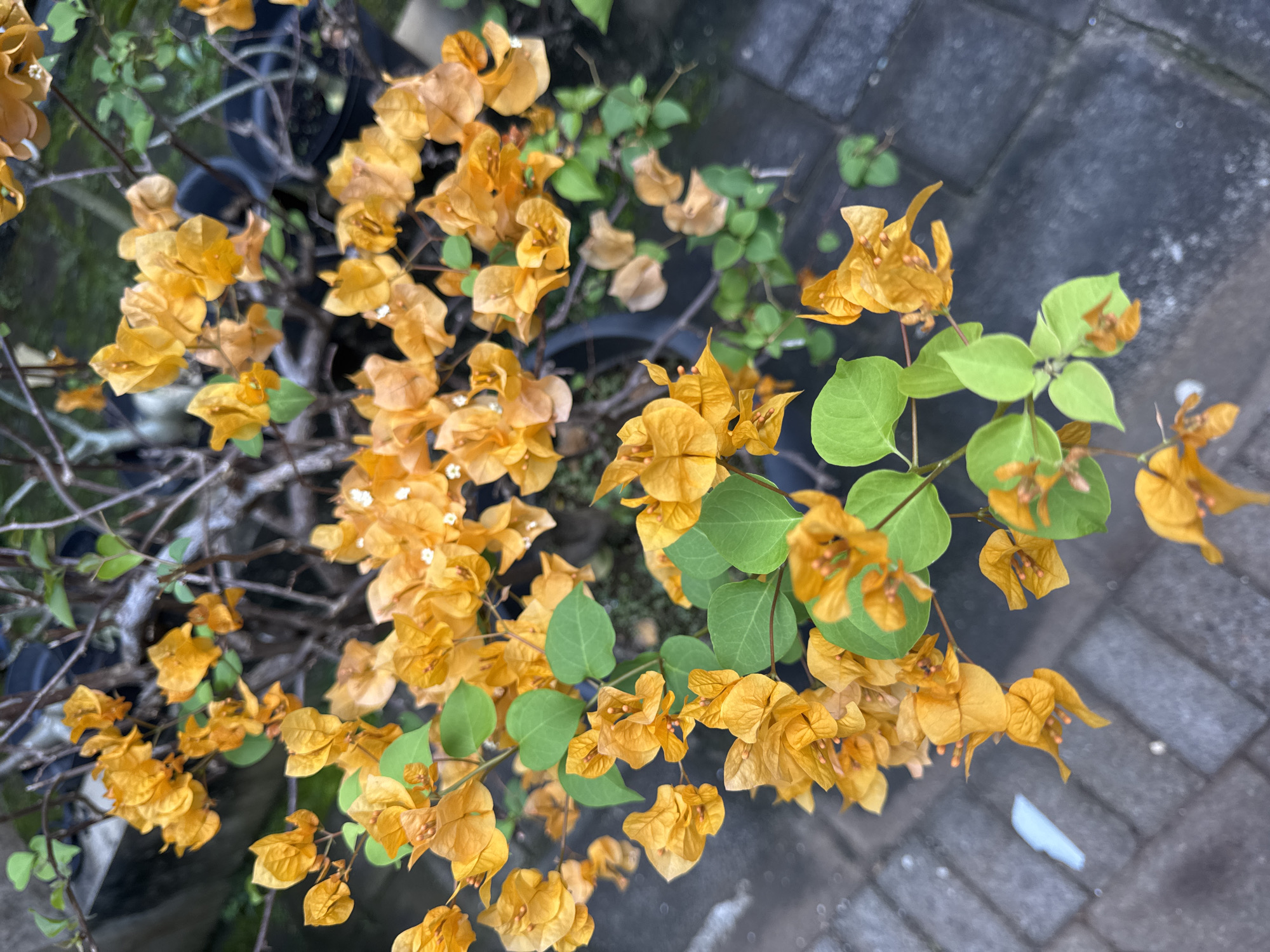 The image shows a close-up, overhead view of a potted bougainvillea plant with orange bracts and green leaves. The plant sits on a gray brick-paved surface. The environment suggests an outdoor location, potentially in Kuta Selatan, Indonesia, based on the vegetation. The image focuses on the textures and colors of the plant and its immediate surroundings.