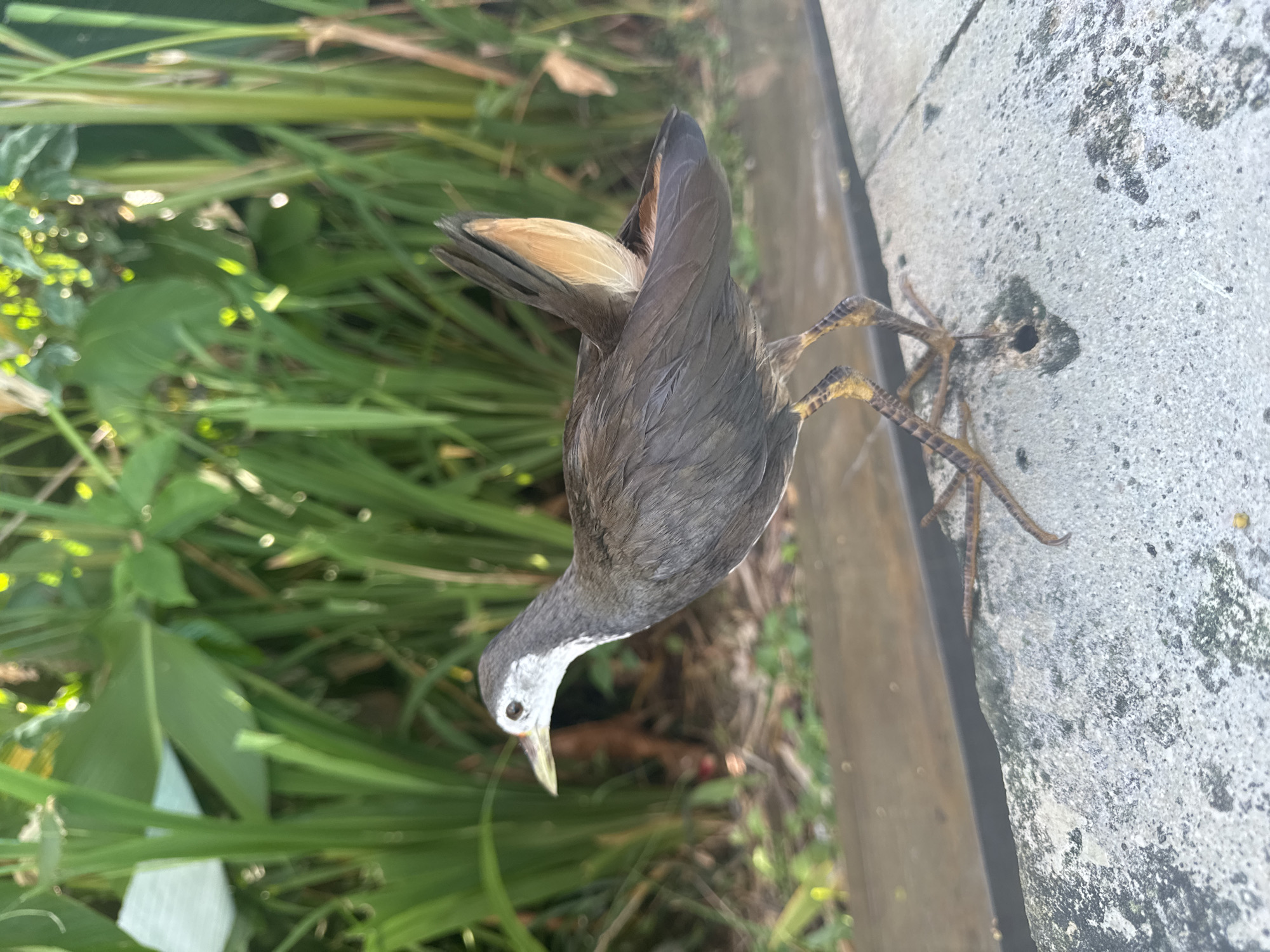 The image depicts a dead white-breasted waterhen lying on a concrete surface near green vegetation. The bird has grey plumage, a white face, yellow legs and feet. It is lying upside down, its feet touching the concrete surface. The concrete surface appears to be a sidewalk or a similar structure. The location is Kuta Selatan, Indonesia.