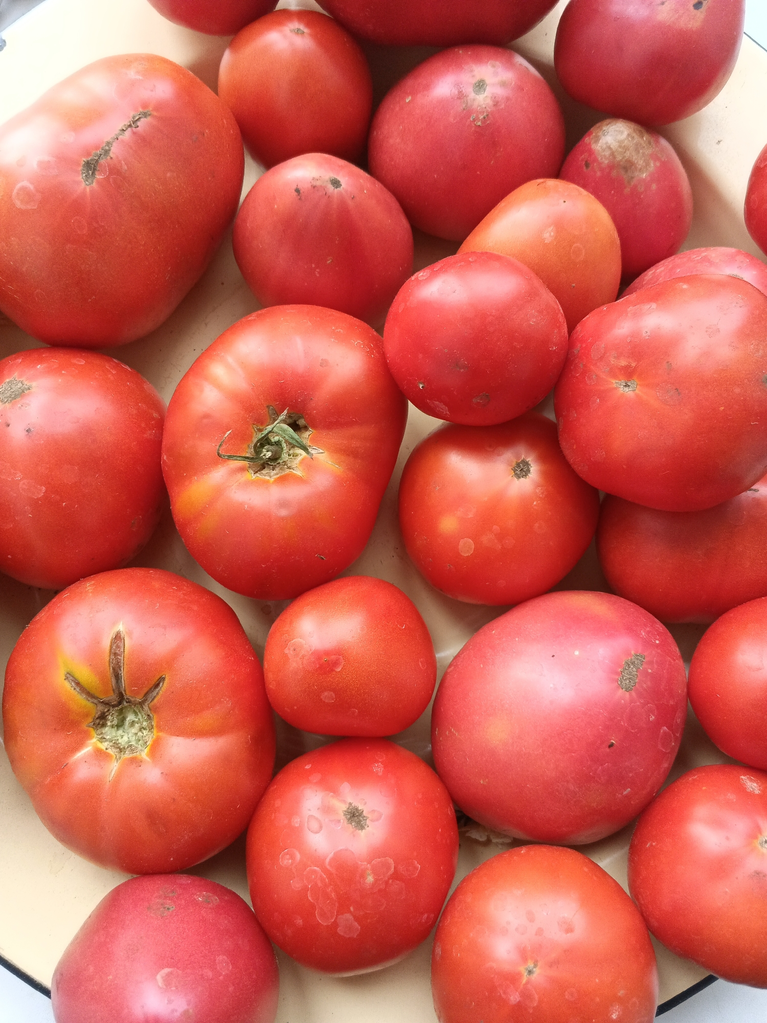 This image is a close-up, overhead shot of a large collection of ripe, red tomatoes. The tomatoes vary slightly in size and shape, with some being more rounded and others more oblong. Many of the tomatoes have visible blemishes or imperfections on their skins, such as brown spots or small cracks. The tomatoes appear to be arranged in a shallow, pale yellow bowl or container. The lighting is bright, casting subtle shadows and highlighting the texture of the tomatoes. There are no people or animals visible in the image. The scene is domestic and focuses entirely on the produce. The location of Medvedyovka, Russia, is irrelevant to the visual content of the image.