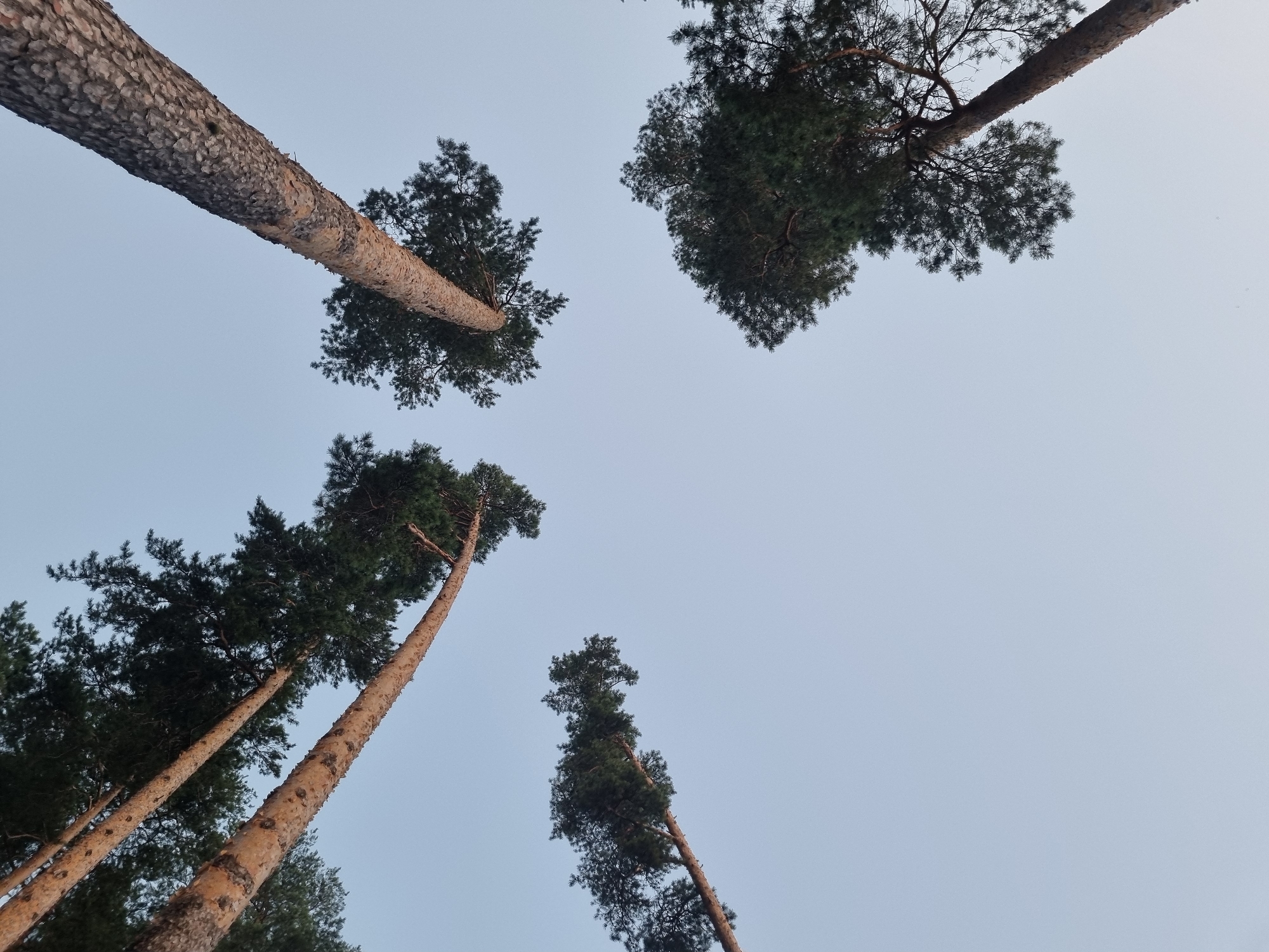 The image shows a low-angle view of several tall pine trees against a pale blue sky. The trees are of varying distances from the camera, with some closer and more in focus than others. The bark of the trees is textured and appears to be a reddish-brown color. The needles of the pine trees are dark green. The sky is clear with no visible clouds. The image was taken in Chaykovsky, Russia.