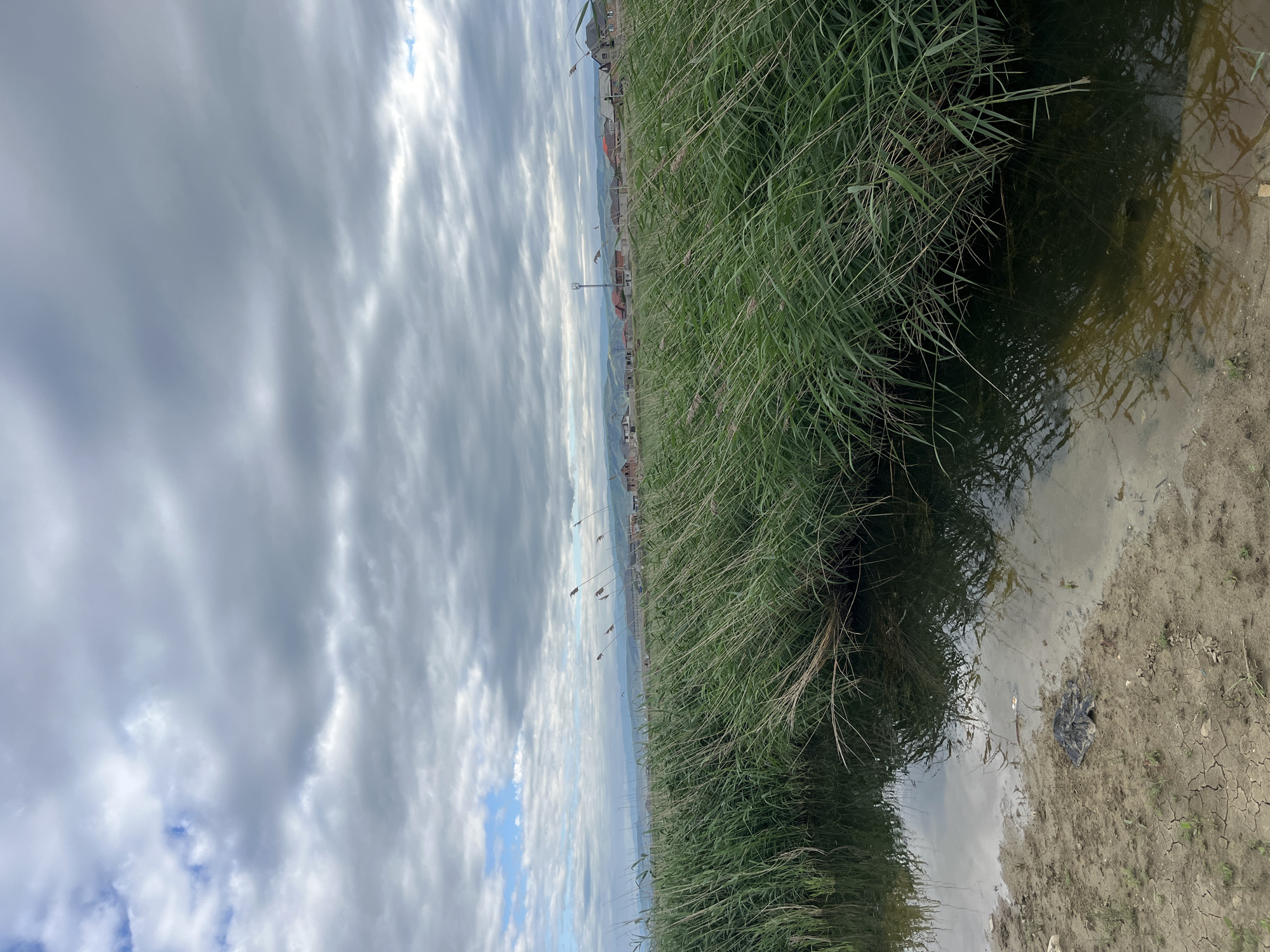 The image captures a scene in Kaspiysk, Russia, featuring a view of tall, green reeds along the edge of a body of water. The water reflects the reeds and the overcast sky, which is filled with striated gray and white clouds. The foreground shows the muddy shoreline of the water, with dry, cracked earth and a piece of dark, crumpled trash. In the distance, there is a line of buildings, possibly residential, near a slightly raised area, hinting at an urban setting bordering a natural environment. The photograph is oriented sideways, with the sky to the left and the shoreline at the bottom.