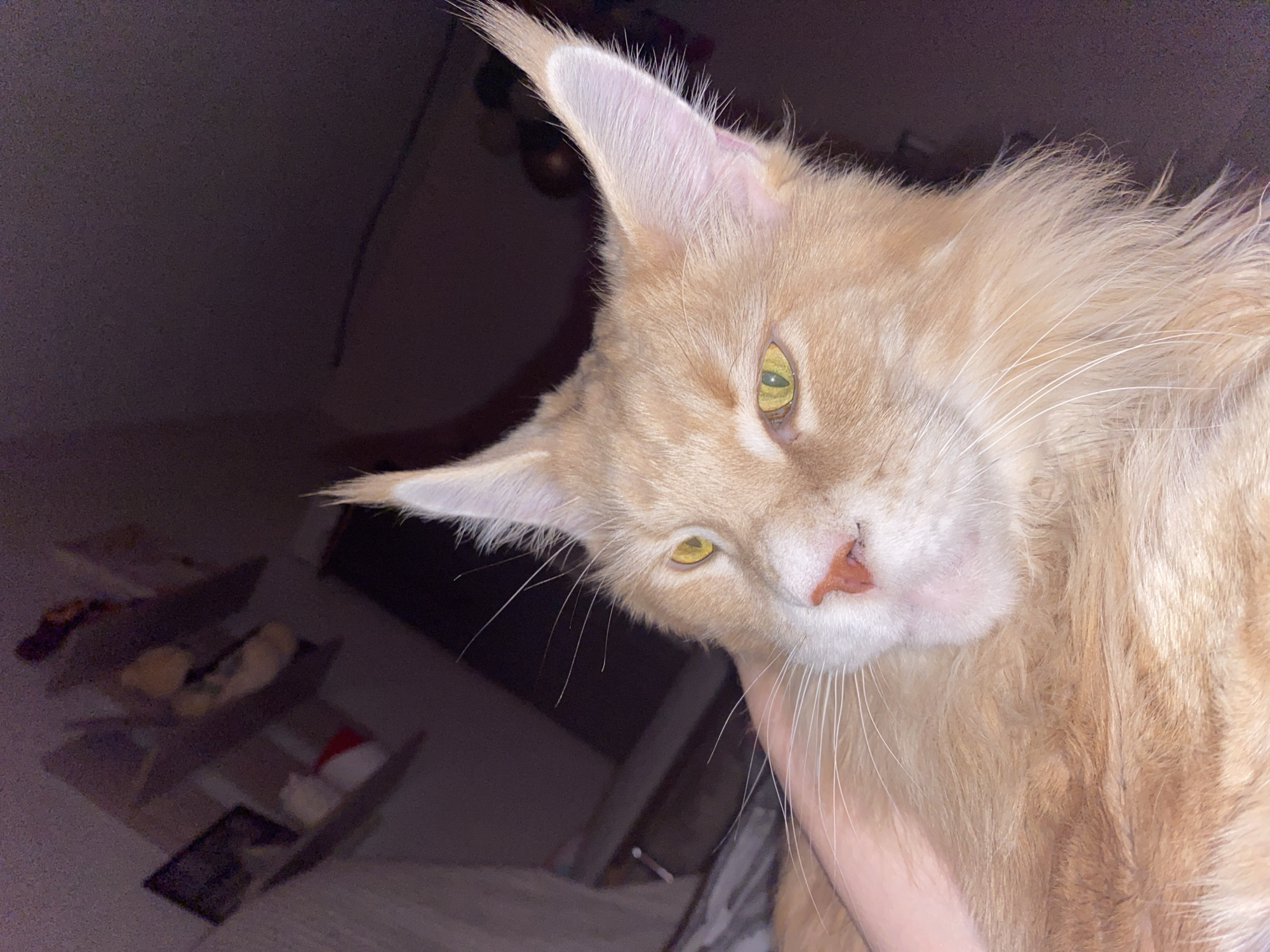 A close-up shot features a large, orange Maine Coon cat being held, its head tilted slightly. The cat has piercing yellow eyes, distinctive tufted ears, and a pink nose. Its fur is long and flowing. In the background, a dimly lit area reveals a shelf with various objects, but details are obscured by the low light. There is no indication of the city of Chaikovsky, Russia or any other location. No information can be determined regarding people, subjects, or actions other than the cat being held.