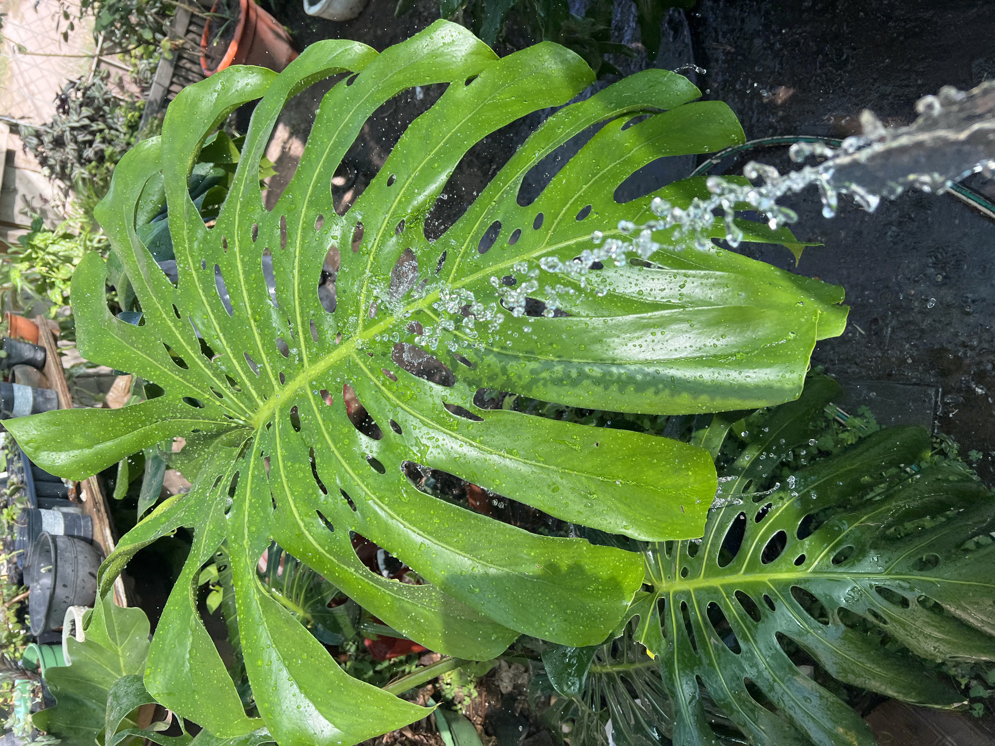 This media file presents a vibrant, overhead view of a large Monstera Deliciosa leaf being sprayed with water in an outdoor garden setting in Sumalao, Argentina. The prominent, bright green leaf, characterized by its distinctive fenestrations and splits, is covered in numerous sparkling water droplets, suggesting it is being actively rinsed or watered. A stream of water is clearly visible impacting the center of the leaf, creating a dynamic effect.
In the background, other green plants and several terracotta and plastic pots are partially visible, indicating a cultivated area or plant nursery. A darker, more mature Monstera leaf can also be seen below the main subject. The natural, bright lighting suggests it is daytime. The scene conveys a sense of refreshing plant care and natural vitality. There are no people visible, nor any discernible text in the image.
