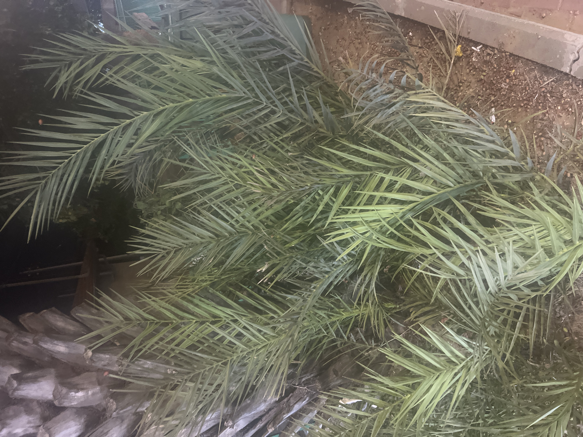 The image shows a dense cluster of palm fronds, likely from a date palm tree, growing in a garden bed. The trunk of the palm tree is visible on the left, with its rough, textured bark. The fronds are long and slender, with sharp, pointed leaves. The ground in the garden bed is covered in a mixture of soil and small stones. In the background, there are hints of a fence and some greenery, suggesting an outdoor setting within a residential or public area. The lighting is dim, indicating it might be nighttime or dusk. There are no people or animals visible in the image. The overall scene depicts a section of a garden in Or Akiva, Israel, focusing on the lush foliage of a palm tree.