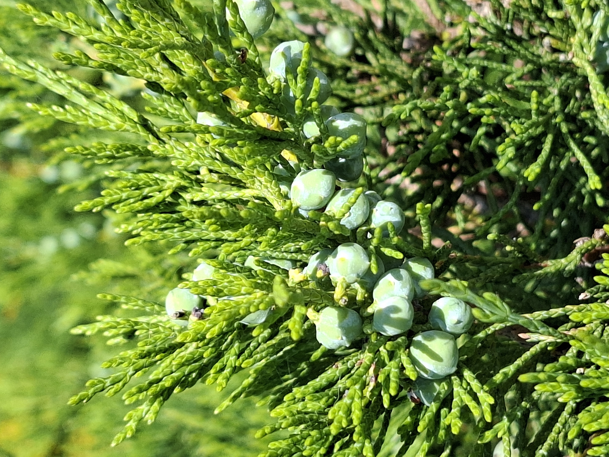 The image is a close-up, eye-level shot of a branch of a coniferous tree, likely a juniper, bearing numerous small, green, berry-like cones. The cones are round and clustered along the branch, some appearing smooth while others have a slightly segmented surface. The foliage is dense and a vibrant green, with the scale-like leaves characteristic of junipers. The background is a blur of green and hints of yellow, suggesting other foliage or possibly sunlight filtering through. There are no people or structures visible. The scene is natural and outdoors.
