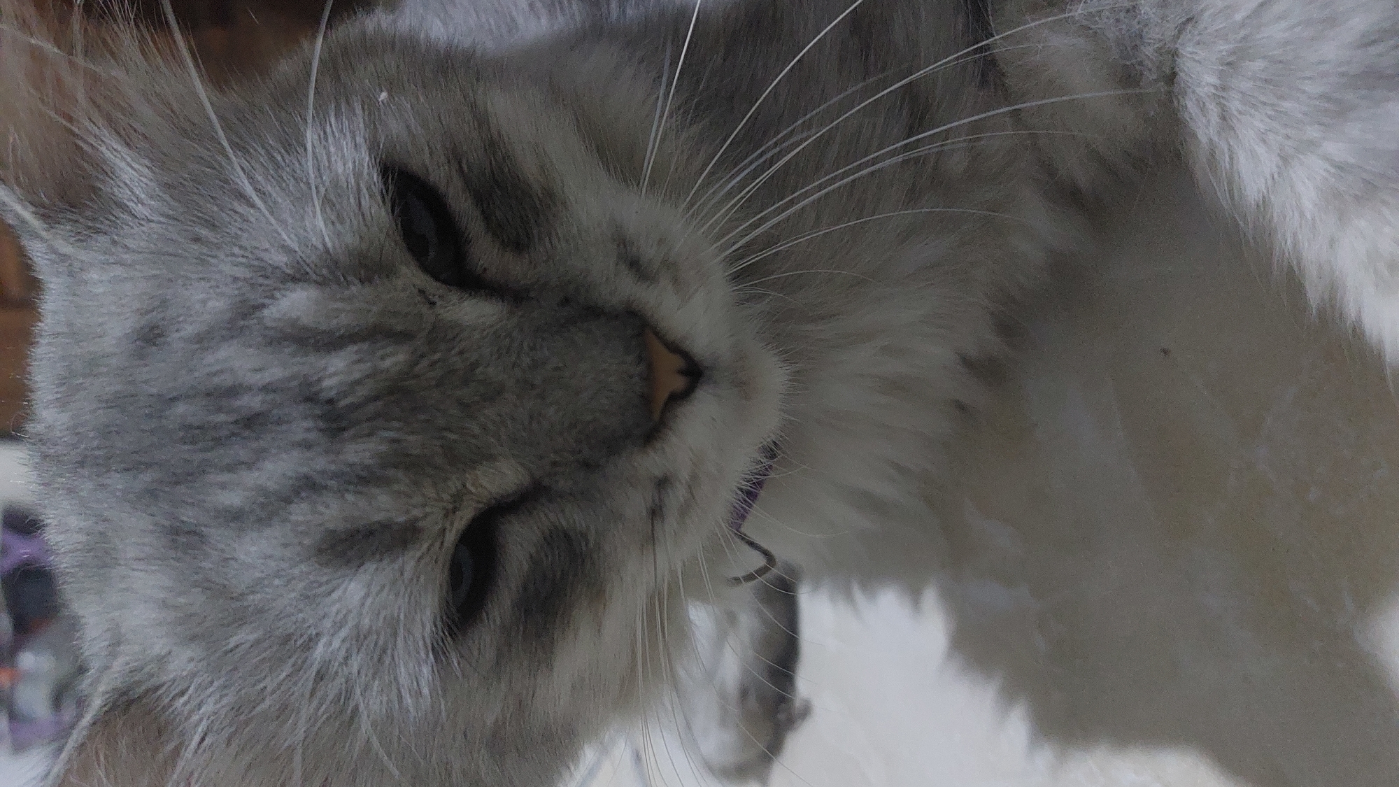 A close-up, low-angle shot shows the face of a long-haired grey tabby cat in Jatirogo, Indonesia. The cat's eyes are narrowed and its gaze is directed downward. Its pink nose is prominent, and long white whiskers fan out from its muzzle. A thin purple collar is visible around its neck. The cat's fur is a mix of light and dark grey with subtle tabby markings on its forehead and cheeks. The background is blurred, showing hints of indoor furnishings and a light-colored tiled floor where the cat is resting. A shadow on the floor suggests light coming from the side.