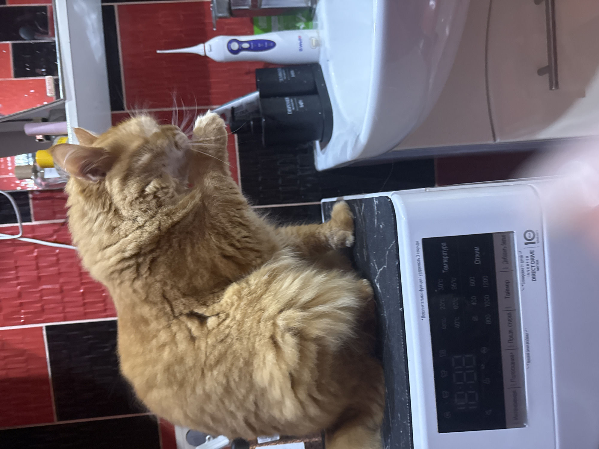 A fluffy ginger cat is perched on top of a white washing machine in a bathroom. The washing machine has a black control panel with a digital display showing "18:88." The panel is labeled in Russian, including terms like "Temperature" and "Spin." To the right of the washing machine is a white sink, with a toothbrush holder and a water flosser placed on top. The bathroom wall is tiled with red and black tiles. The cat is positioned towards the left side of the frame and is mid-groom, with its paw near its face.