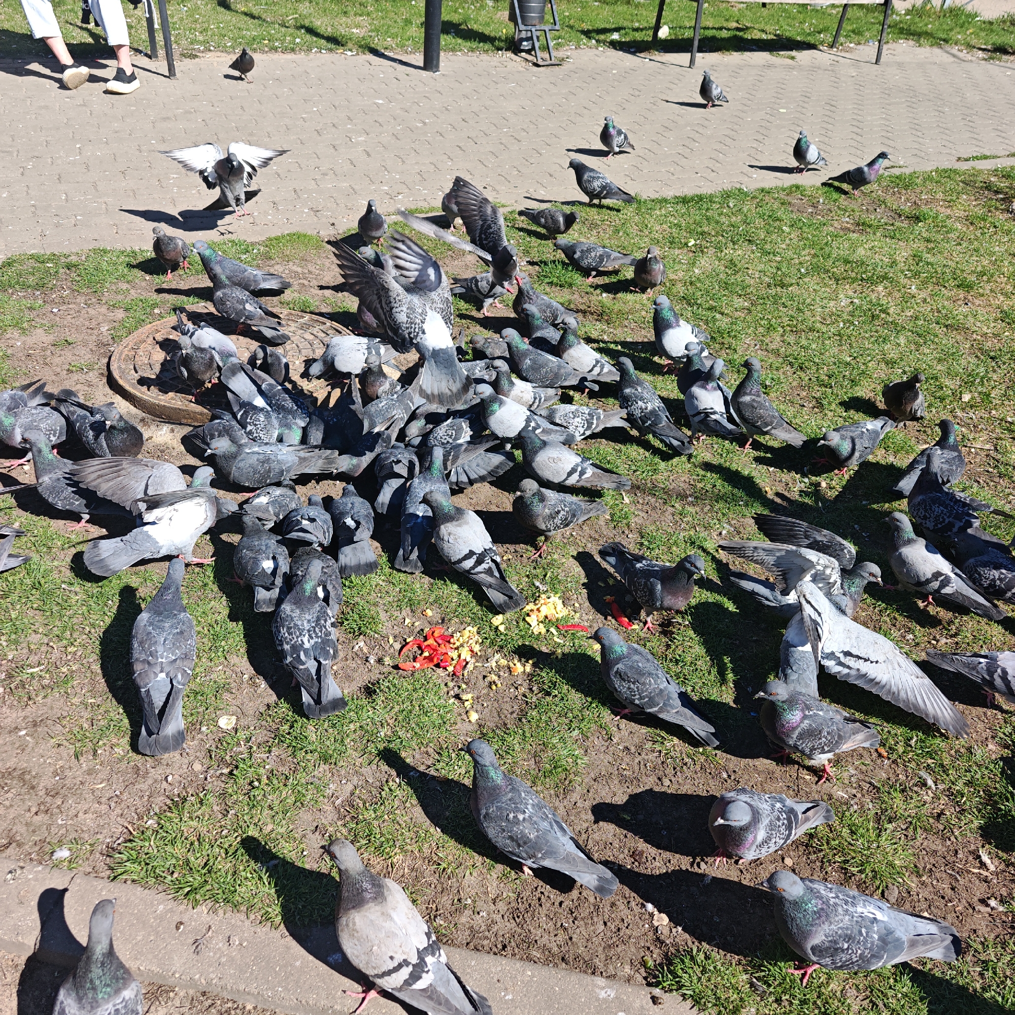 A daytime scene on a grassy patch in an urban environment, likely Rostov, Russia, shows a large group of pigeons gathered, with a few scattered on a paved area. The pigeons are primarily gray with some white patches. There are scraps of food on the ground, including red and yellow pieces. A manhole cover is visible. There are a few people visible in the background. Benches are present.