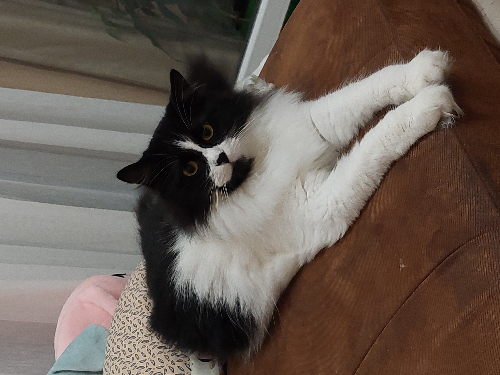 A black and white cat with yellow eyes is lying on a brown surface. The cat has long, fluffy fur, predominantly white on its chest and front legs, with black fur on its back and head. It is positioned in a relaxed pose, with its front legs extended forward. In the background, several pillows with patterned covers and solid colors are visible, along with sheer curtains and a window showing greenery. The environment appears to be indoors. The image was taken in Plovdiv, Bulgaria.