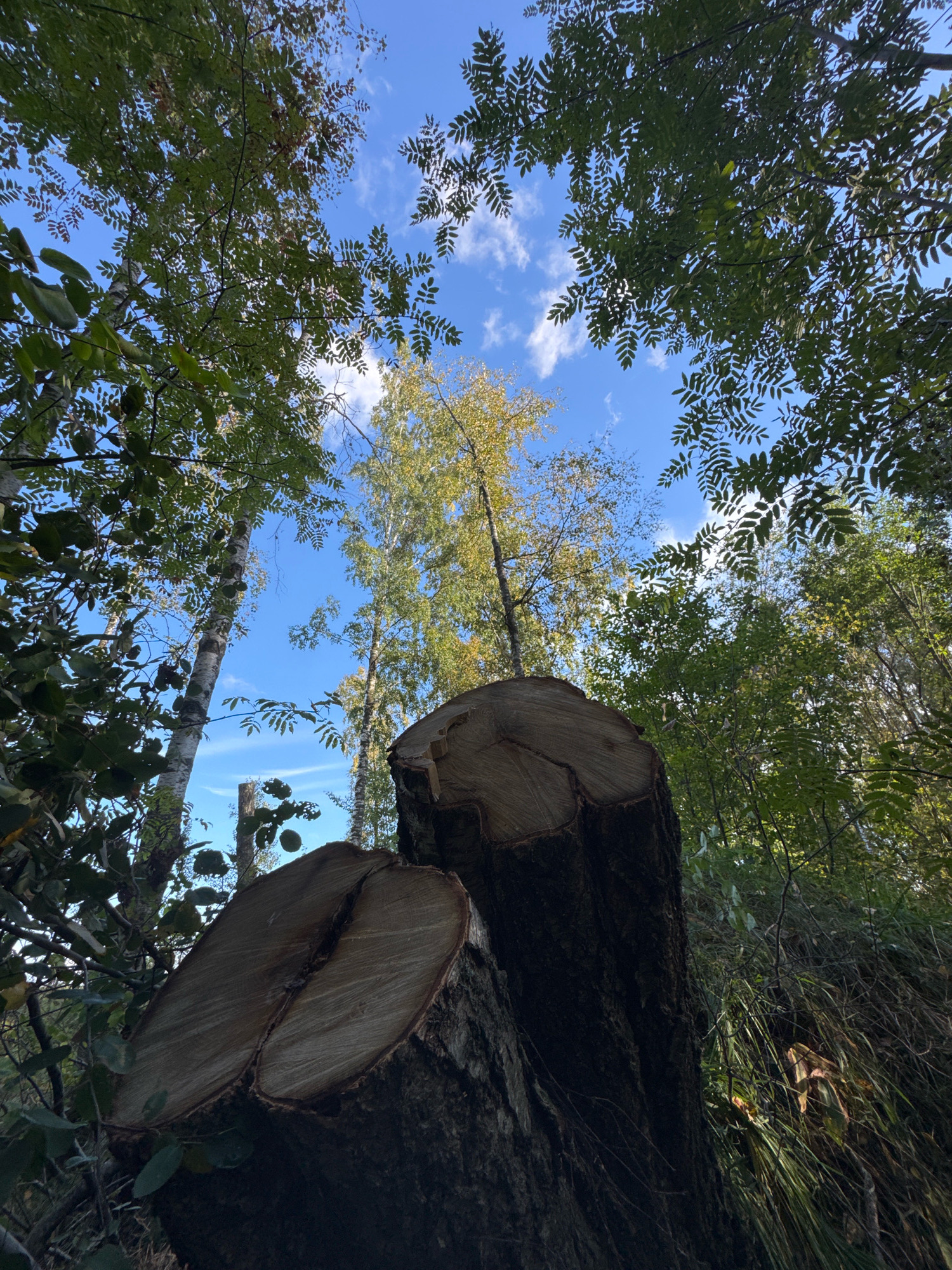 The image depicts a low-angle view of a forest in Innolovo, Russia. In the foreground, two large tree stumps are prominent, their cut surfaces showing concentric rings. Surrounding the stumps are various trees with green foliage, and the sky above is blue with scattered white clouds. The environment appears to be a natural woodland area, likely within or adjacent to the city of Innolovo. There are no people or animals visible in the scene. The lighting suggests it is daytime, with sunlight filtering through the trees. The overall impression is one of a wooded area where trees have been felled.