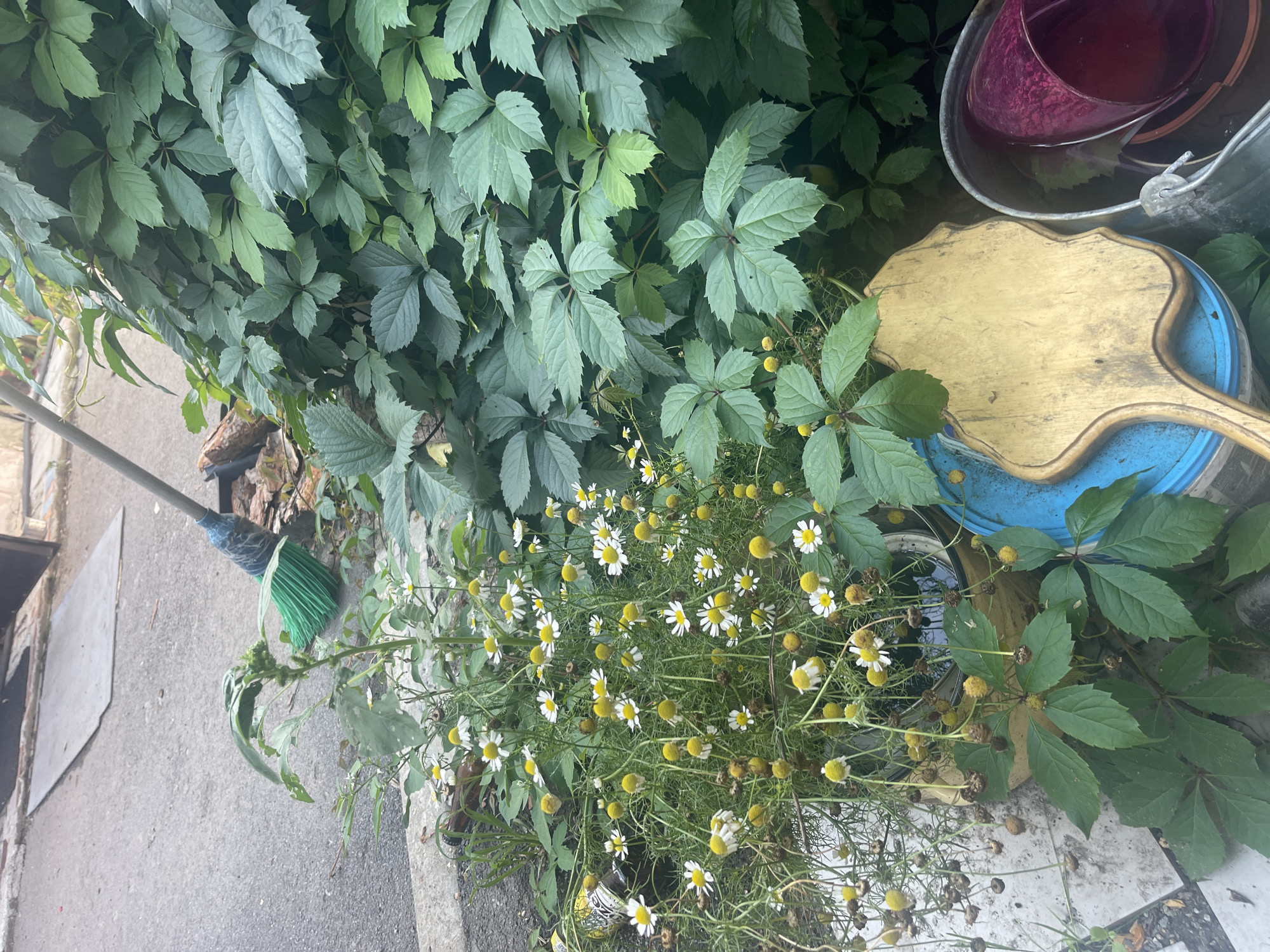 The image depicts an outdoor scene in the city of Sibirskiy, Russia, likely a backyard or alleyway, with a focus on vegetation and discarded items. In the foreground, a patch of wild chamomile flowers with white petals and yellow centers is in bloom, interspersed with some dried seed heads. The chamomile is growing alongside a dense growth of ivy or a similar vine with large, palmate green leaves. To the right, the ivy covers a significant portion of the background.
On the ground, several objects are visible. A bright green broom with a blue handle lies partially on the asphalt and partially on some debris, including a piece of wood. Near the chamomile and ivy are various containers, including a blue bucket, a yellow bucket, and a metal bucket holding a dark pink or purple glass or plastic cup. A weathered, light-colored wooden object with a handle, resembling a mirror or a paddle, rests on top of the blue bucket. The ground is a mix of asphalt and concrete, with some scattered leaves and dirt. The overall impression is one of neglect and overgrowth, with the natural elements encroaching on the man-made environment. There are no people visible in the image.