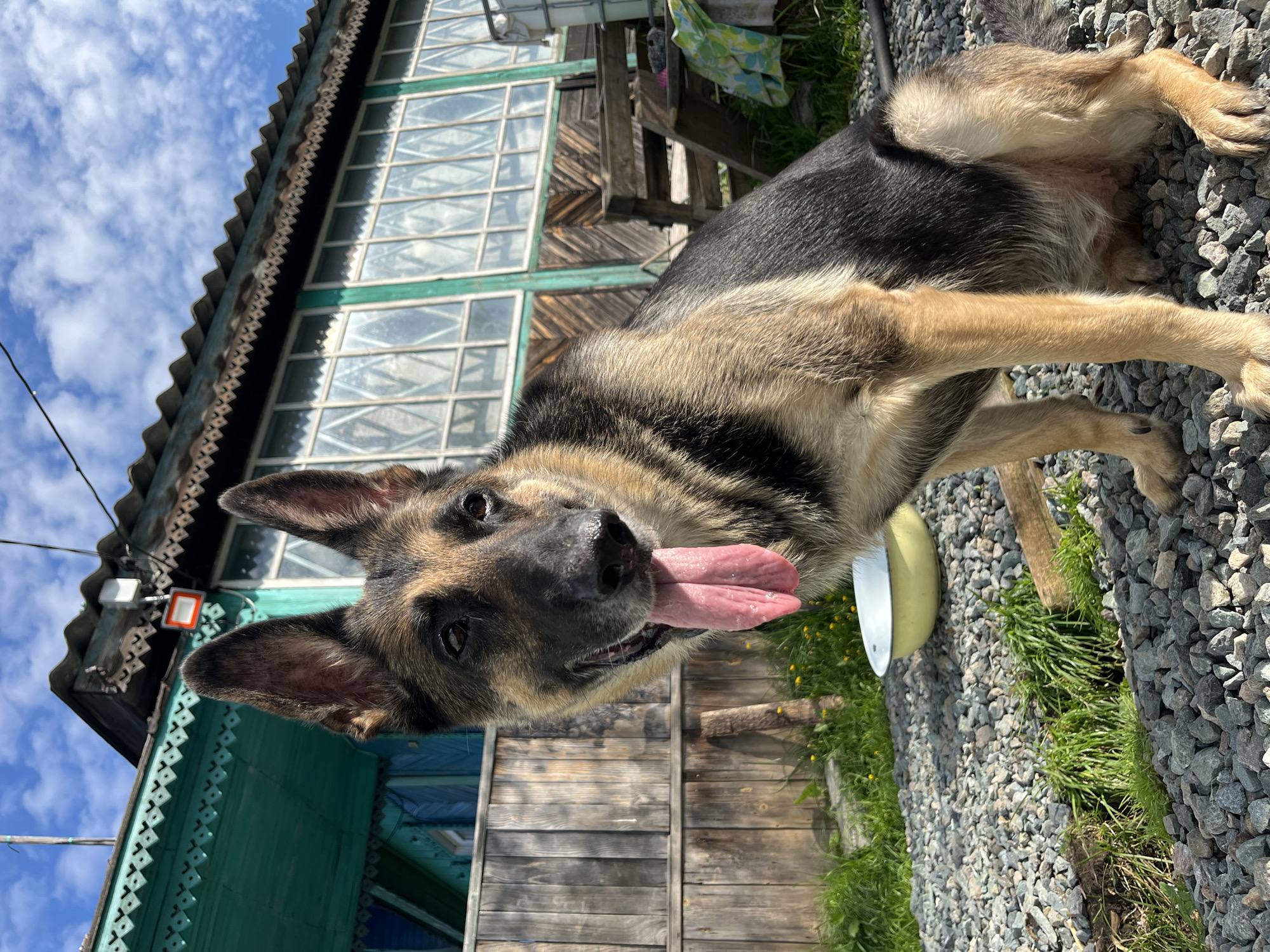 A German Shepherd dog sits on a gravel surface in front of a weathered wooden fence and a teal-colored wooden house. The dog has its tongue hanging out, panting. The house has a corrugated metal roof and a series of large windows with diamond-shaped panes. A light-colored bowl is visible on the gravel near the dog. The sky is blue with scattered white clouds. The scene appears to be in a rural or suburban setting, possibly in the city of Nizhny Tagil, Russia, given the architectural style and vegetation.