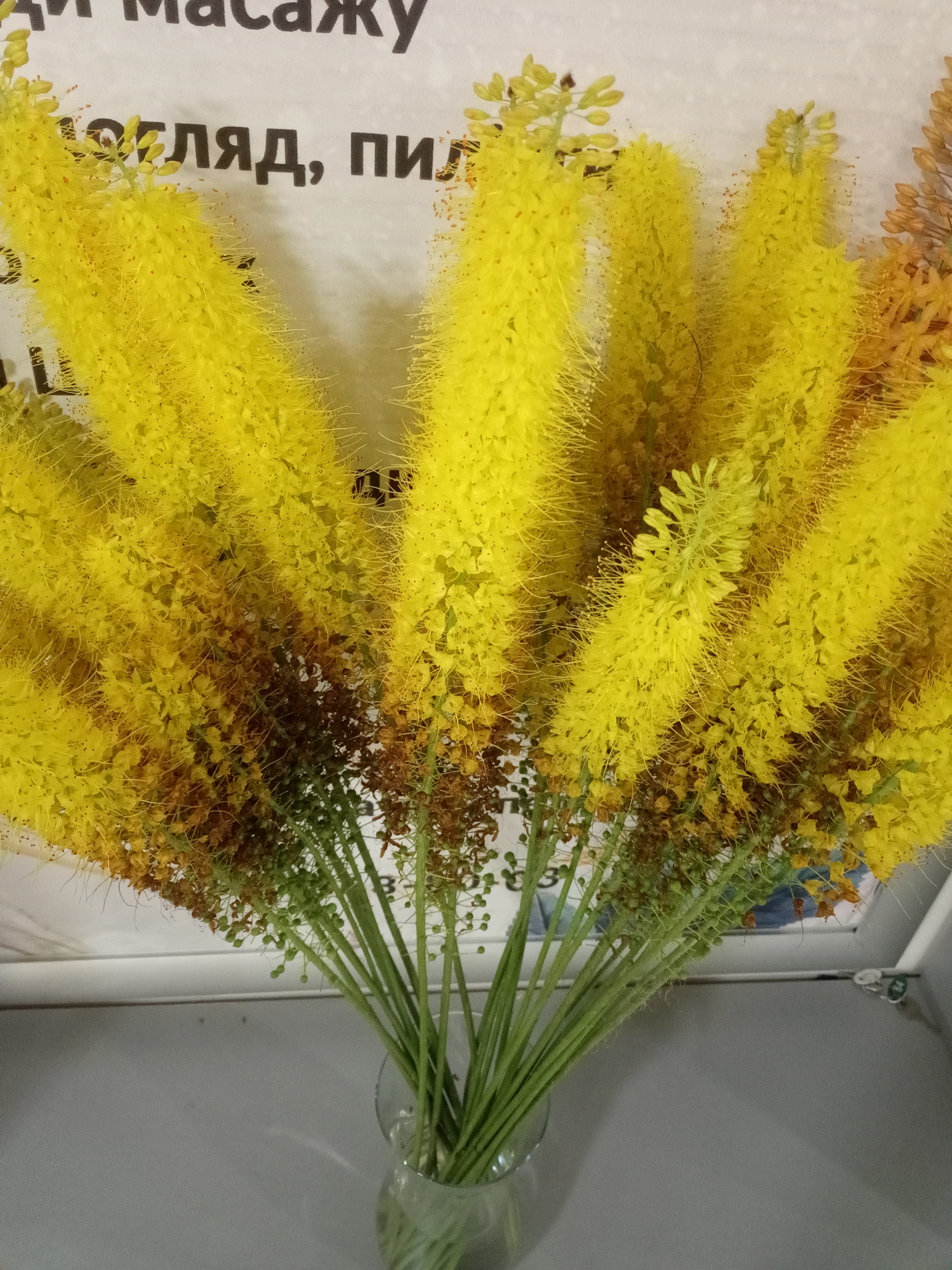 A bouquet of bright yellow, spiky flowers is displayed in a clear glass vase. The flowers are tall and slender, with many small blooms clustered together along the stems. Some of the lower parts of the flower stalks show browning and dried-out florets, indicating that the flowers are past their peak. The background is out of focus but appears to be a wall with some text on it. The lighting is bright, casting soft shadows. The overall impression is a vibrant and naturalistic still life.
